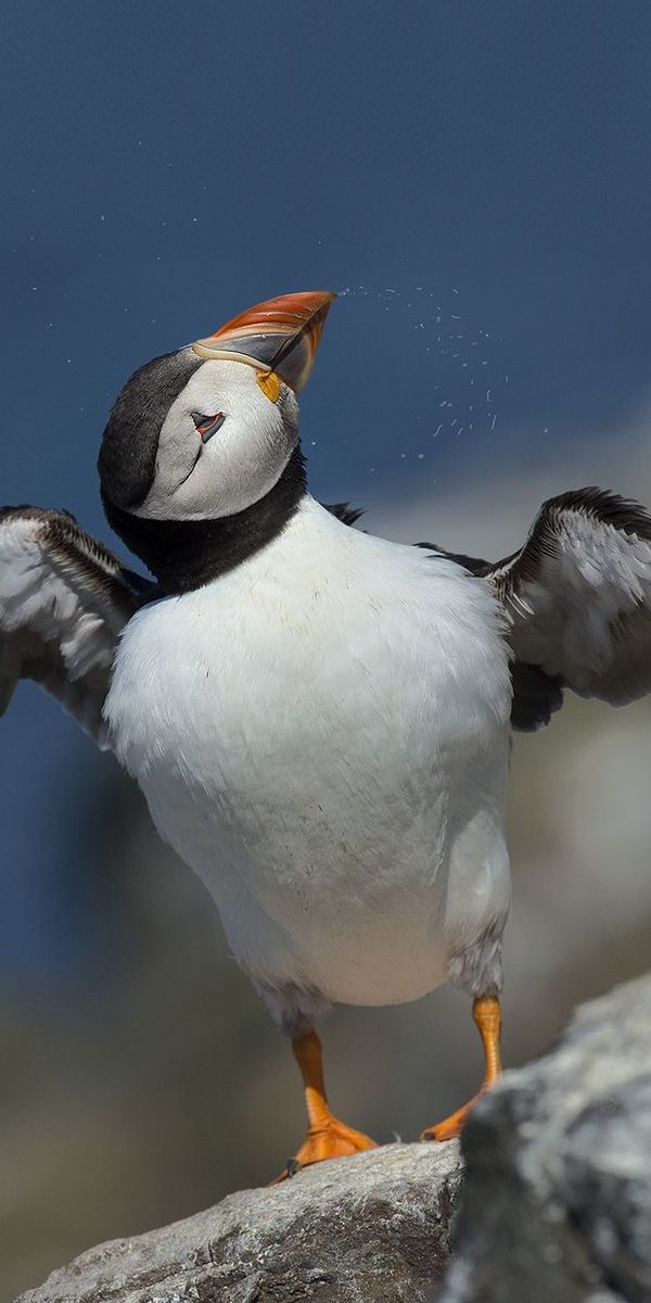 HDデスクトップ 壁紙: パフィン, 動物, 鳥ダウンロード無料画像 #368834