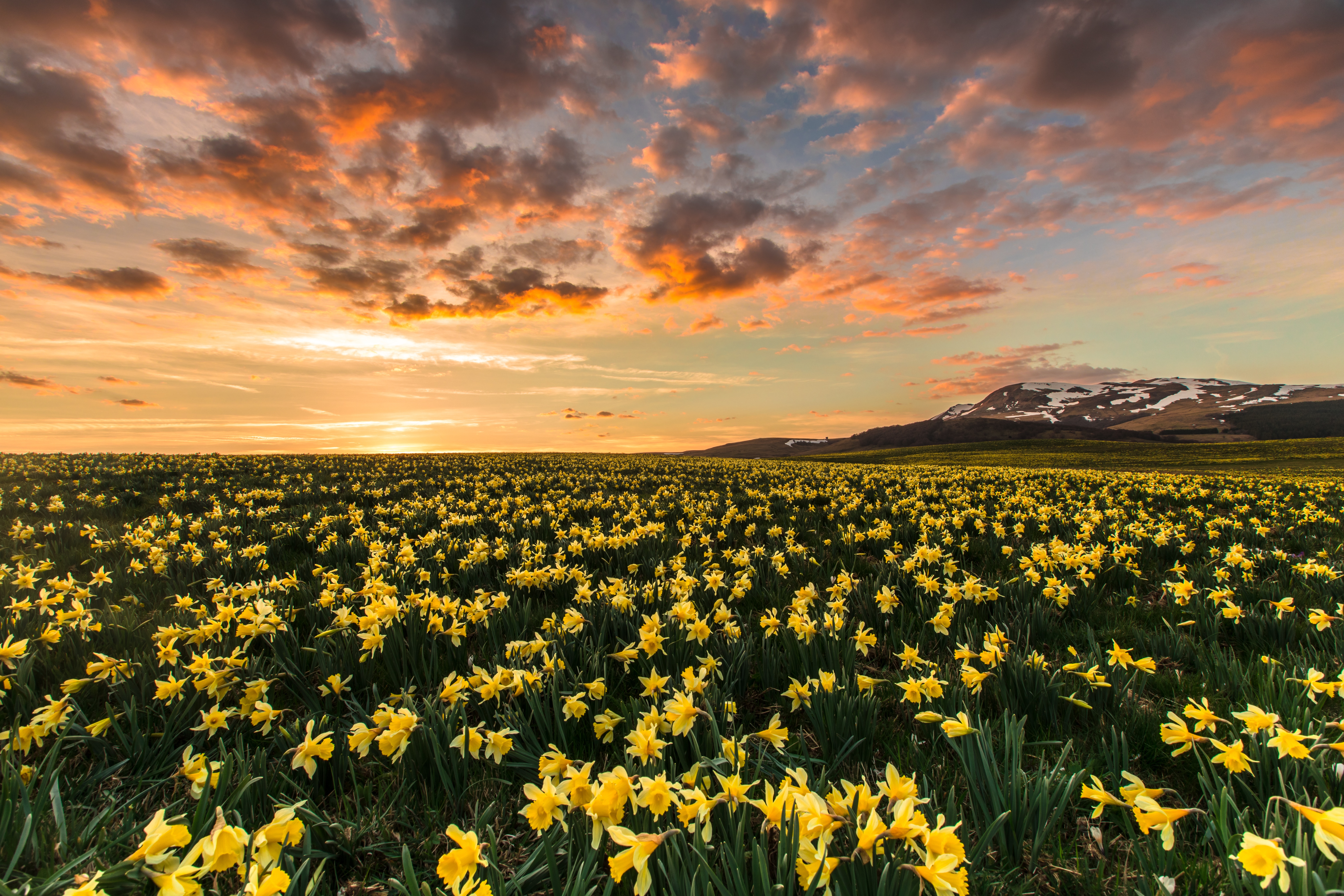 Free download wallpaper Landscape, Flowers, Sunrise, Earth, Yellow Flower, Daffodil on your PC desktop