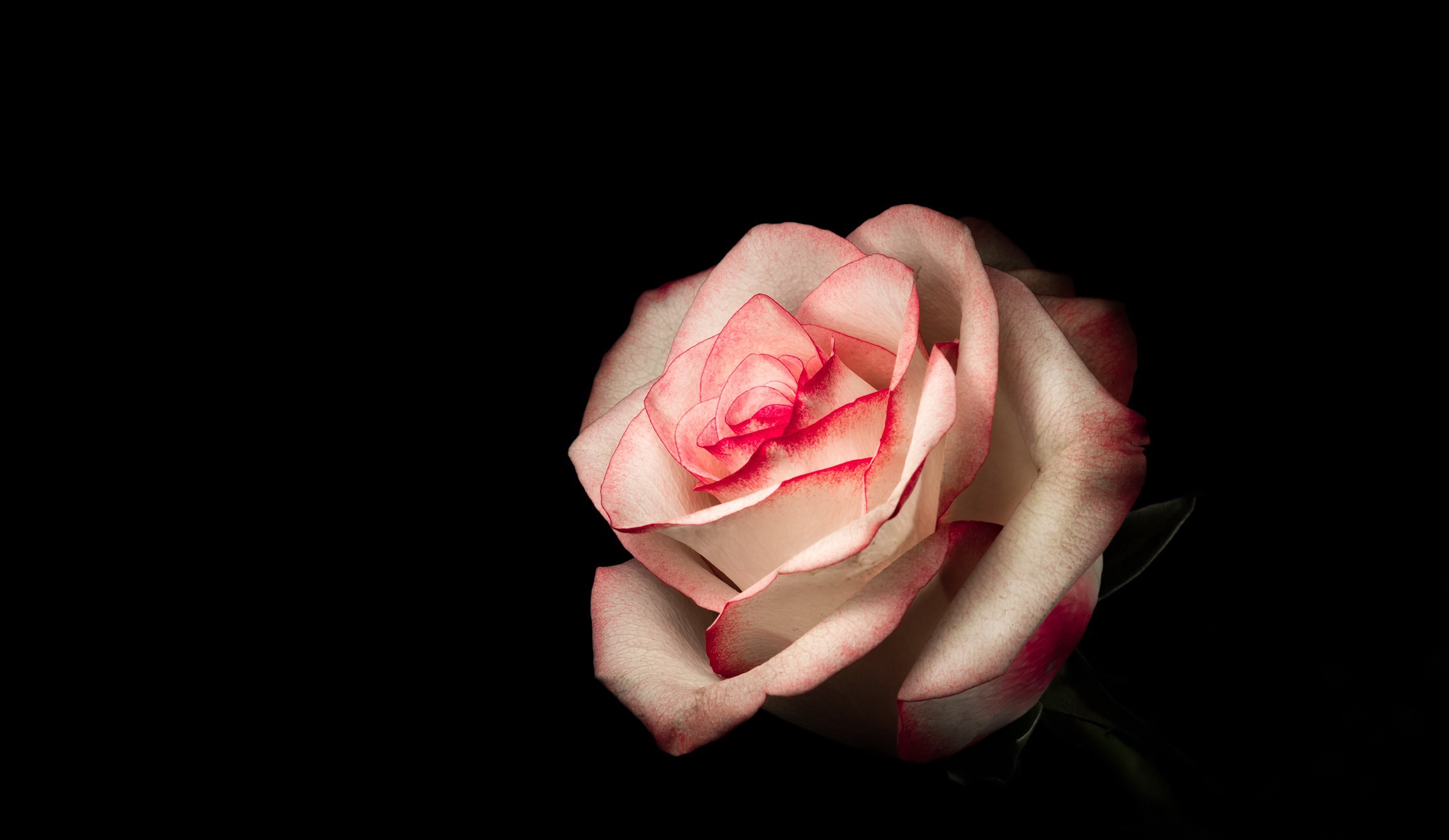 Laden Sie das Blumen, Blume, Rose, Blütenblatt, Erde/natur-Bild kostenlos auf Ihren PC-Desktop herunter