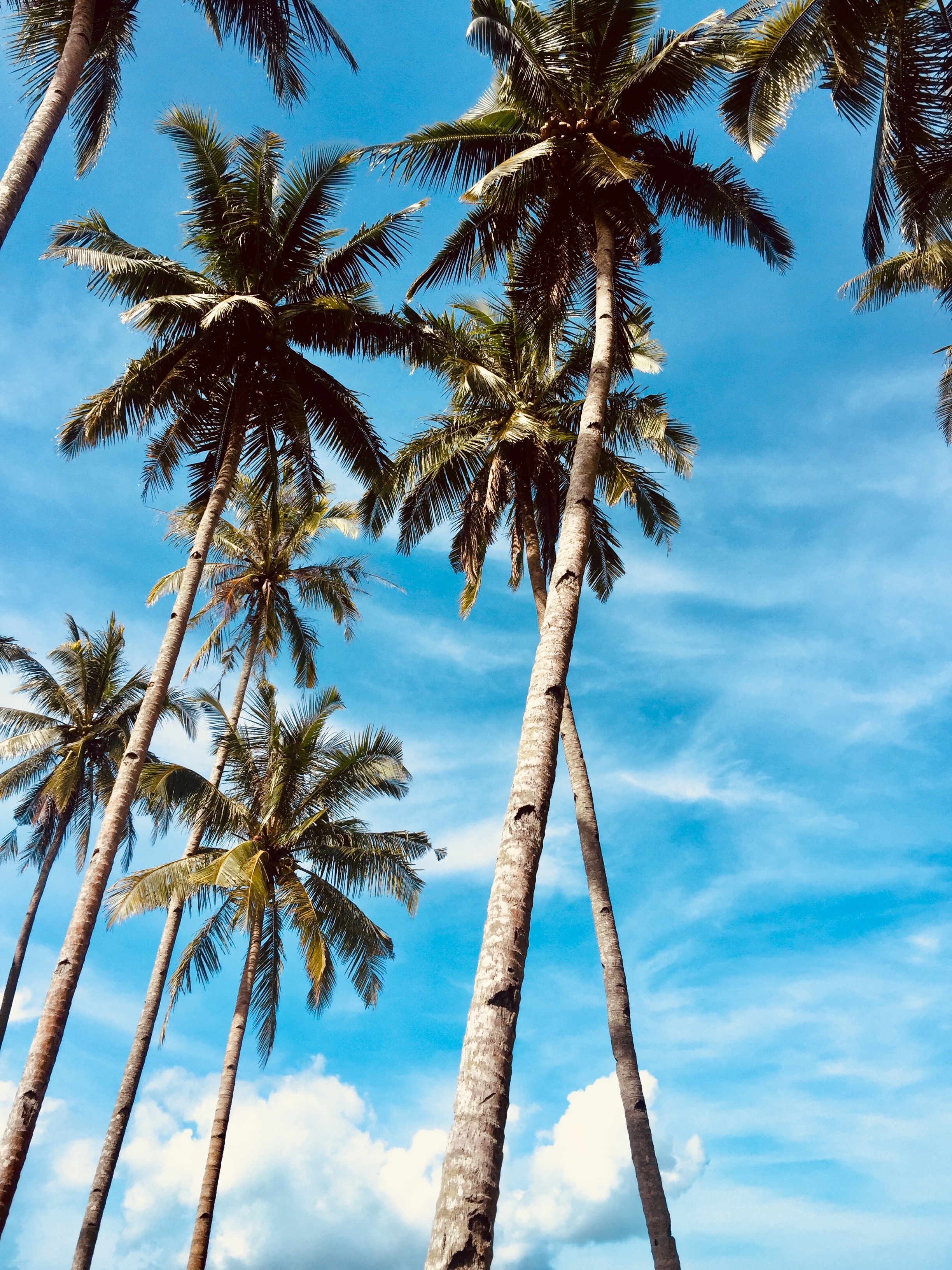 Download mobile wallpaper Trees, Sky, Nature, Palms, Tropics for free.