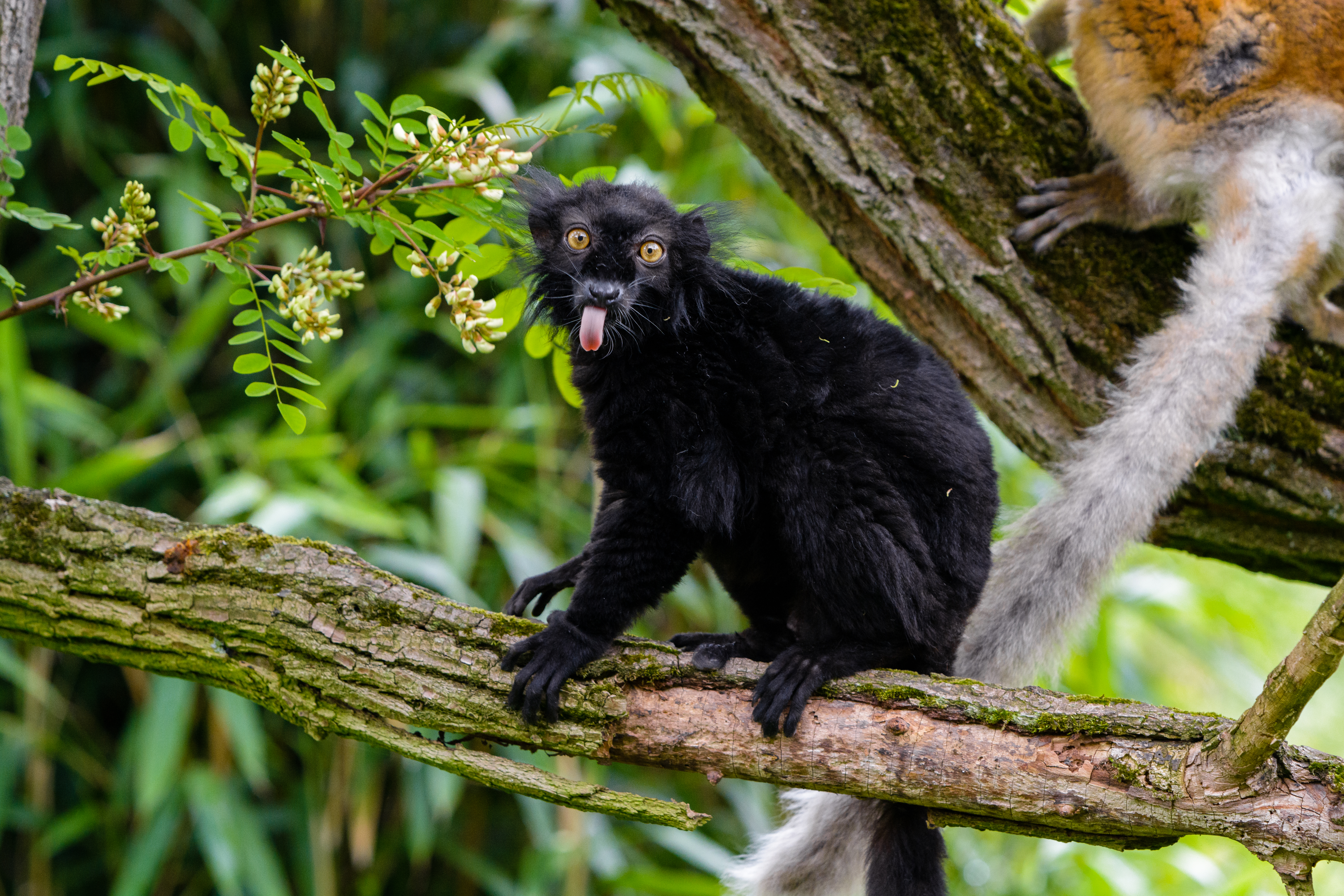 116430 Bild herunterladen tiere, schwarz, das schwarze, wilde natur, wildlife, hervorstehende zunge, zunge herausgeklemmt, komisch, lustig, lemur - Hintergrundbilder und Bildschirmschoner kostenlos