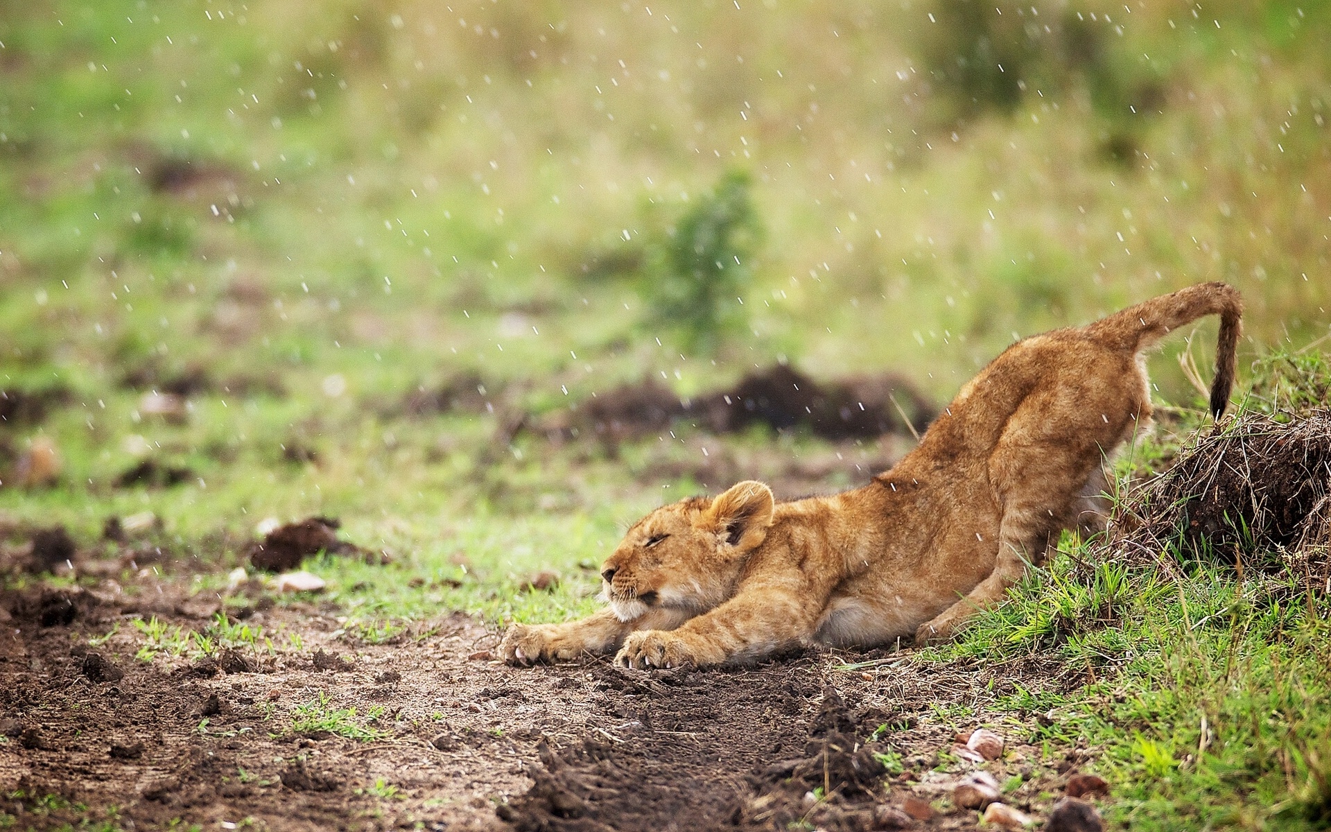 Téléchargez des papiers peints mobile Animaux, Lion gratuitement.