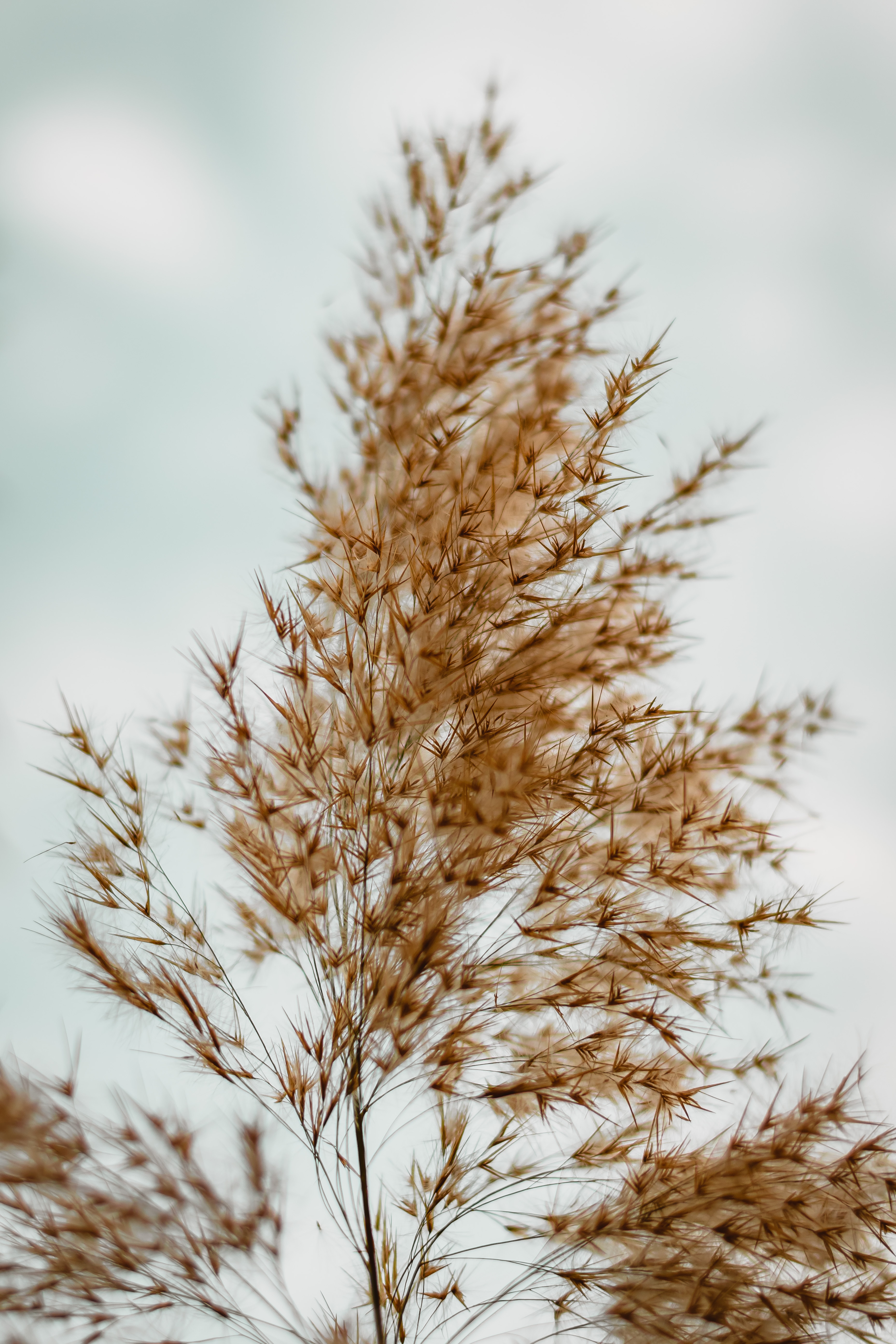 Laden Sie das Grass, Pflanze, Makro, Braun, Flauschige-Bild kostenlos auf Ihren PC-Desktop herunter