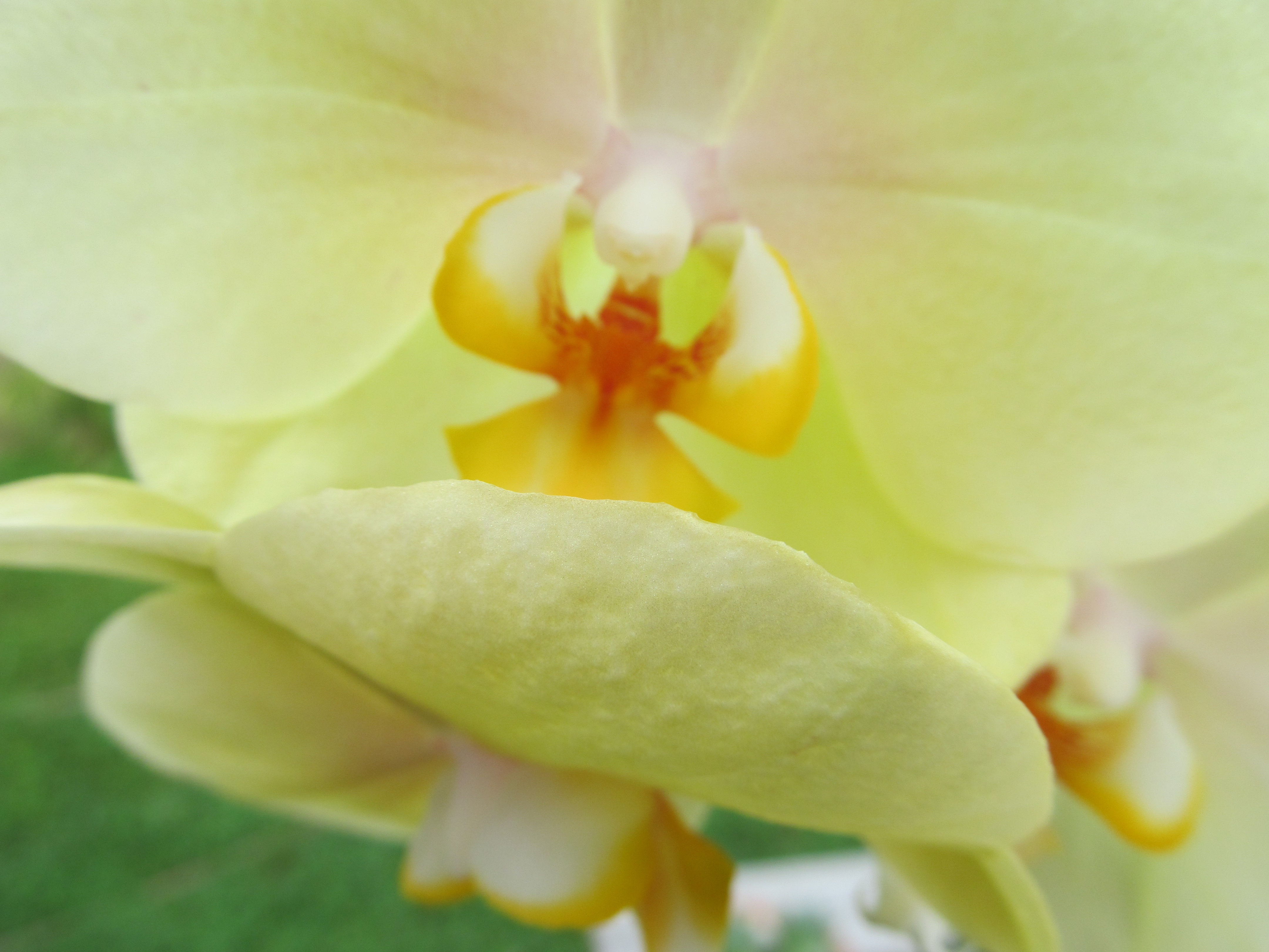 Скачать картинку Орхидея, Флауэрсы, Земля/природа в телефон бесплатно.