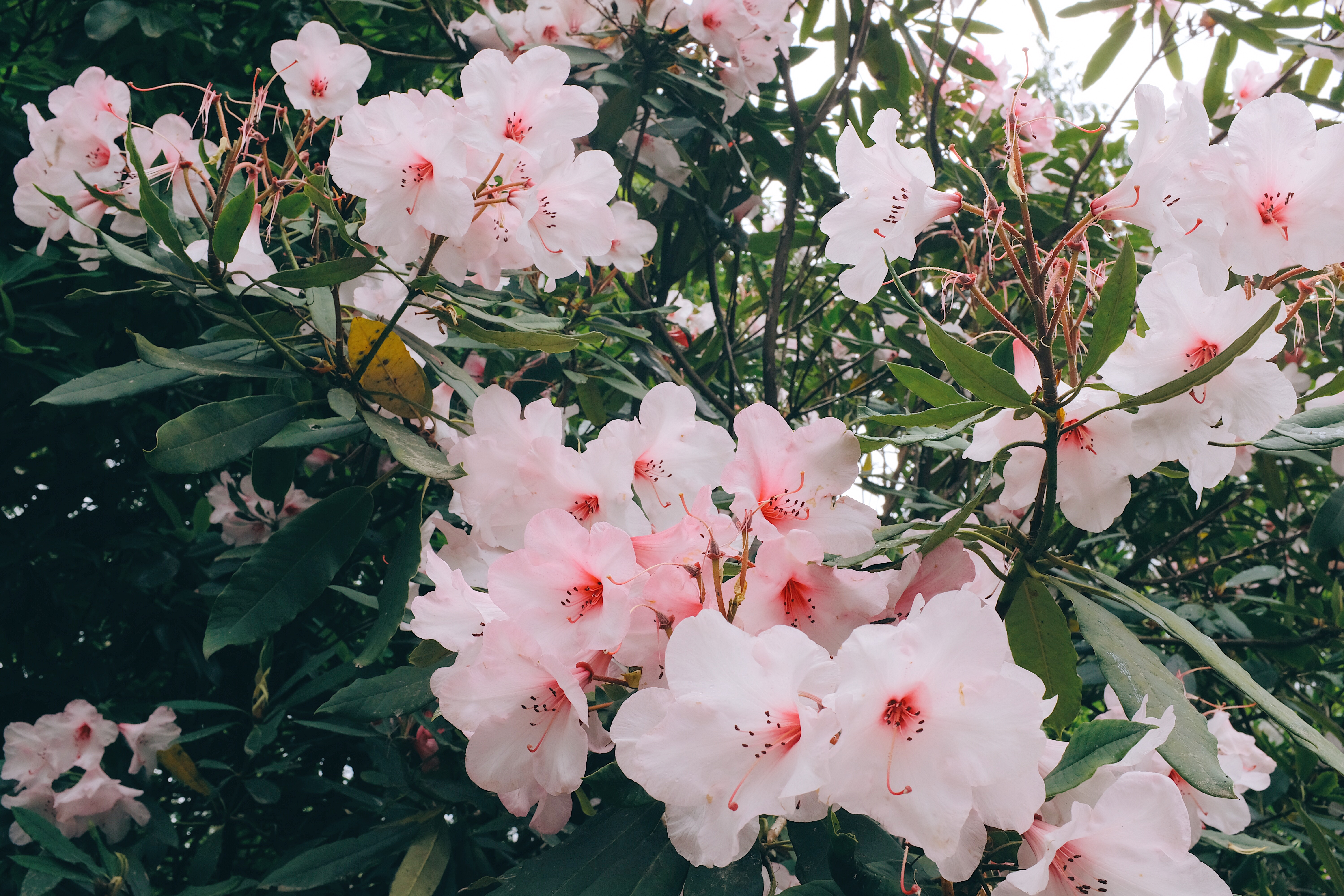 flowering, flowers, leaves, pink, plant, branches, bloom 1080p