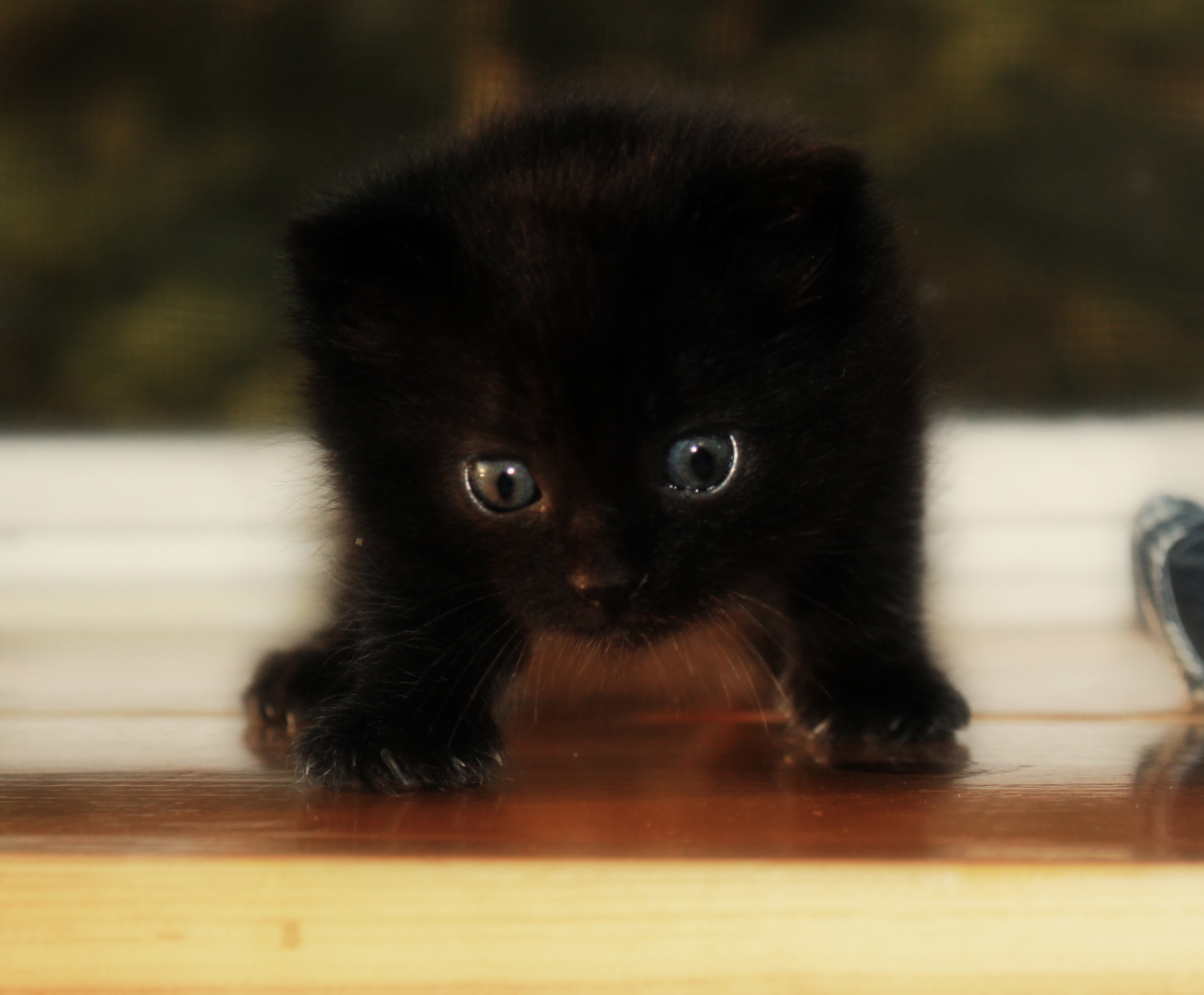 Baixe gratuitamente a imagem Animais, Gatos, Gato, Gatinho, Animal Bebê na área de trabalho do seu PC