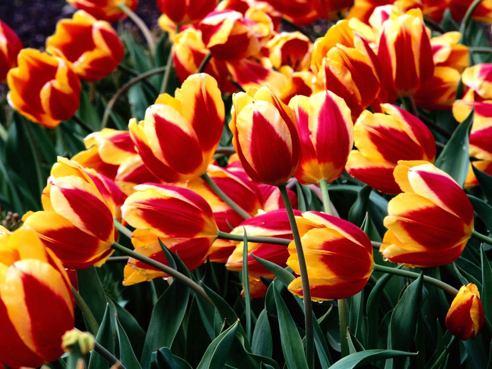 145264 descargar imagen flores, tulipanes, verduras, drops, cama de flores, parterre, frescura, jaspeado, moteado: fondos de pantalla y protectores de pantalla gratis