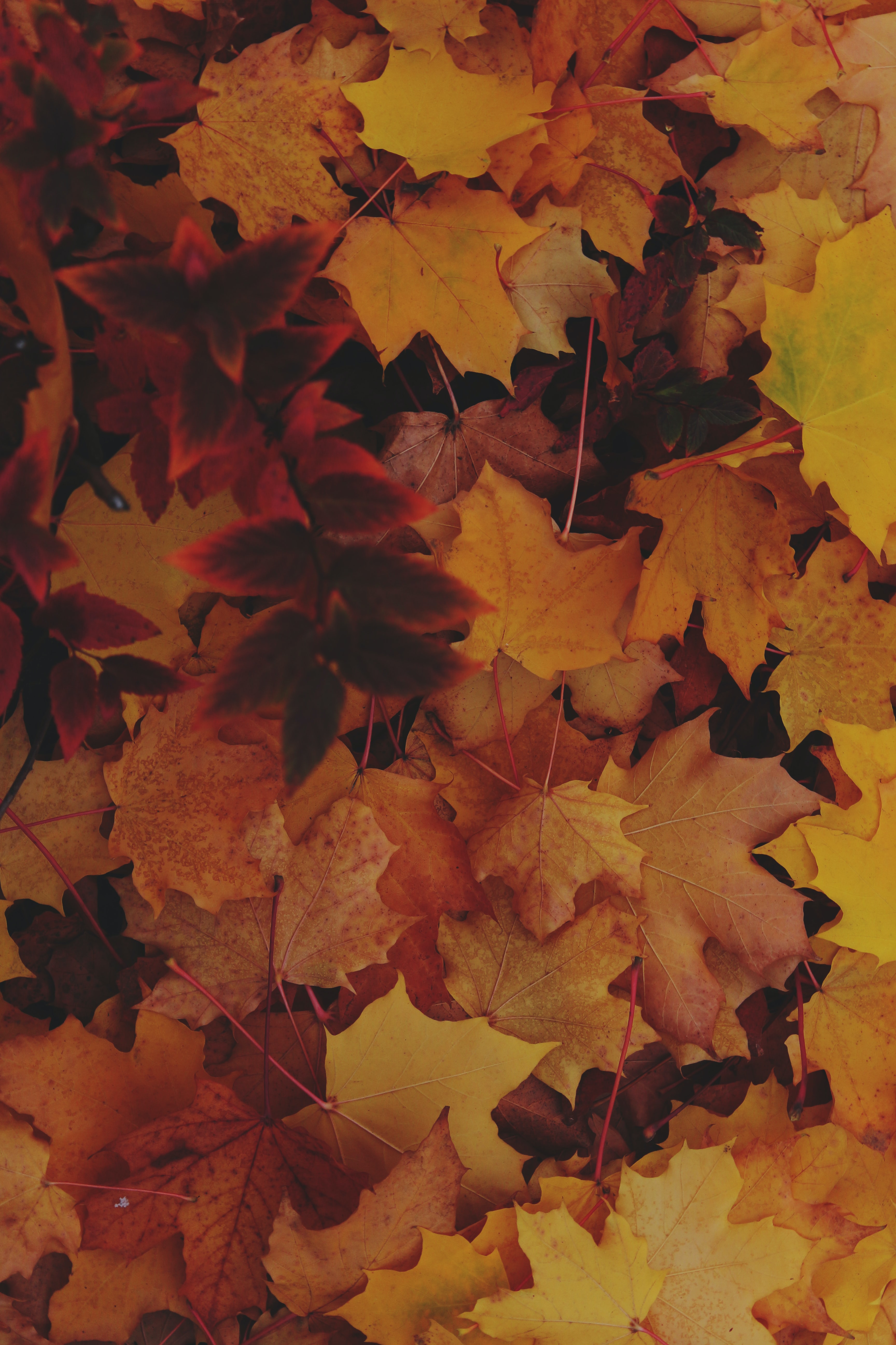87849 descargar imagen otoño, hojas, amarillo, macro, hojas caídas, follaje caído: fondos de pantalla y protectores de pantalla gratis