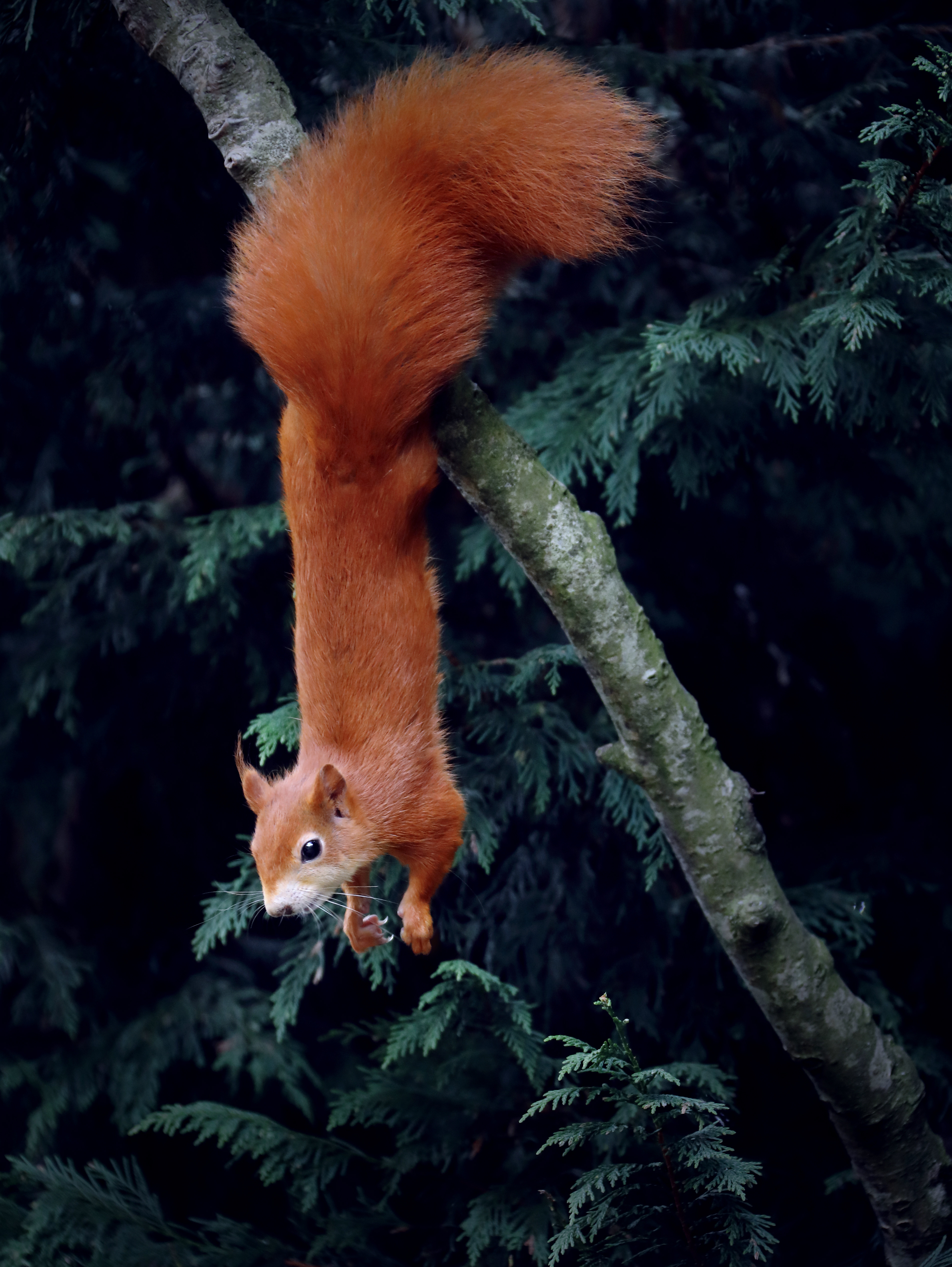 Baixe gratuitamente a imagem Animais, Esquilo, Madeira, Árvore, Animal, Roedor, Engraçado na área de trabalho do seu PC