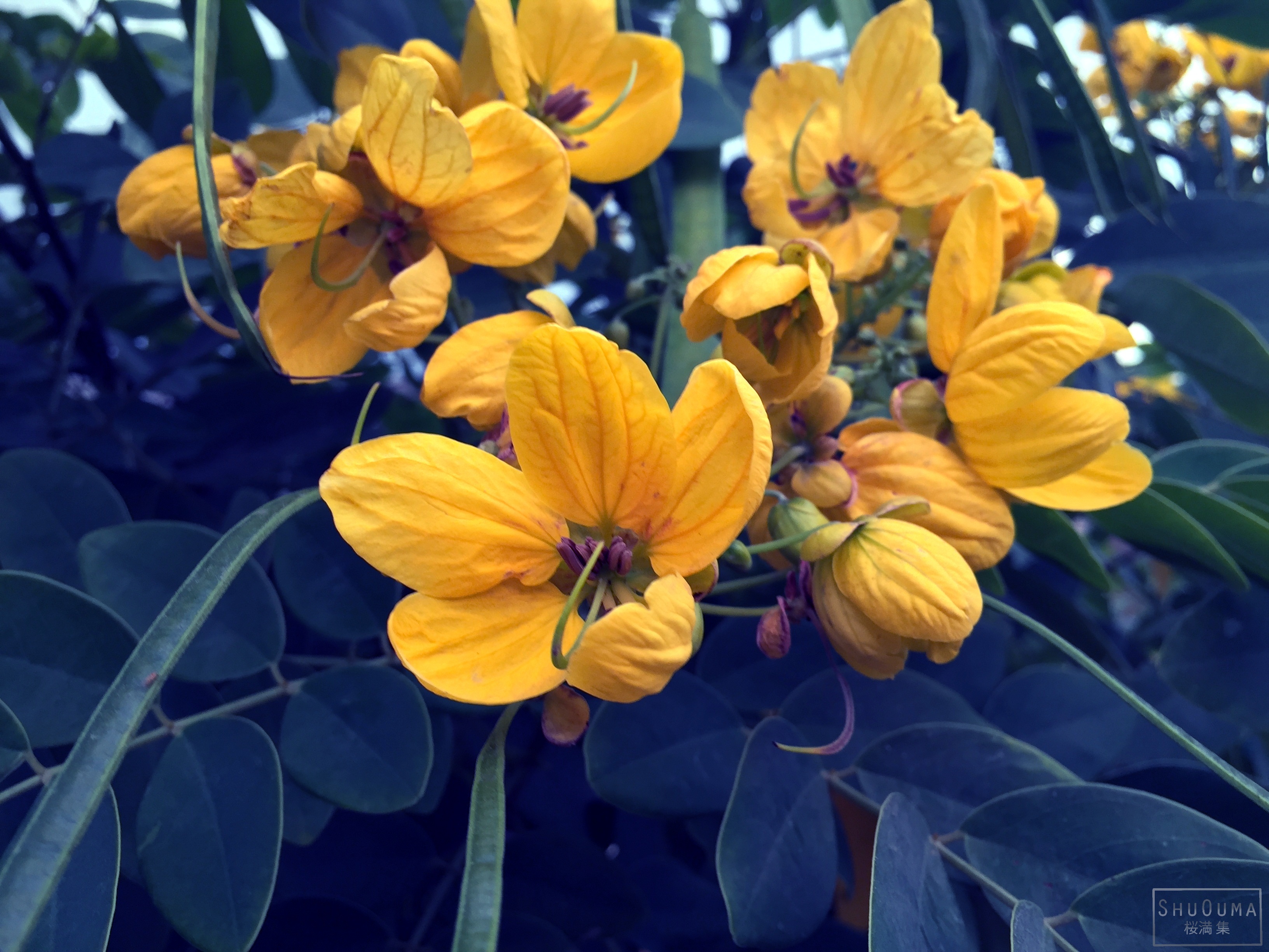 Descarga gratuita de fondo de pantalla para móvil de Flores, Flor, Hoja, Flor Amarilla, Tierra/naturaleza.