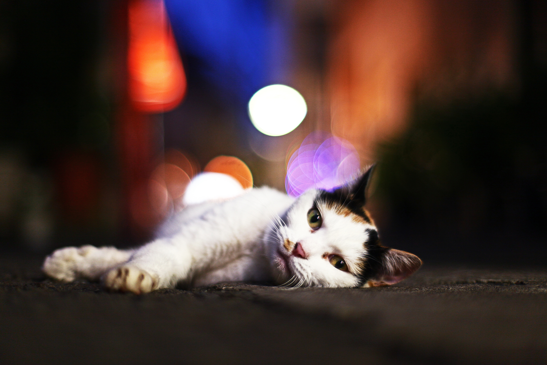 198265 Protetores de tela e papéis de parede Gatos em seu telefone. Baixe  fotos gratuitamente