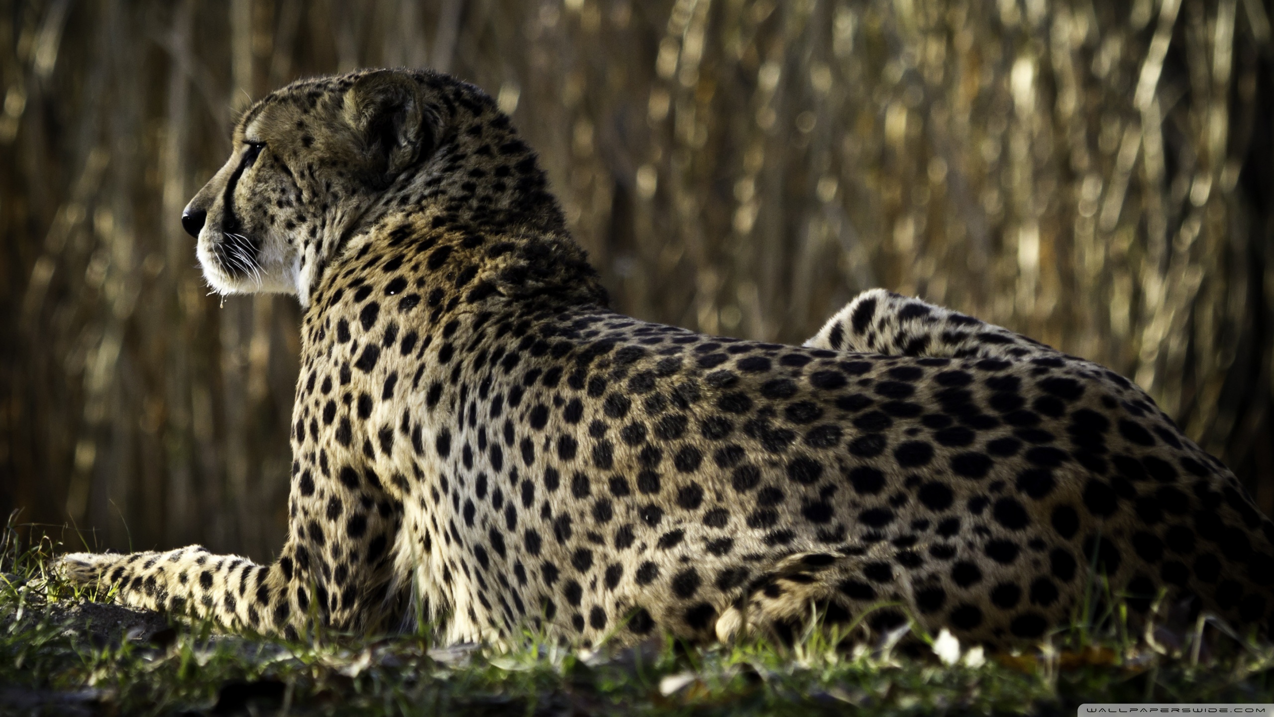 Download mobile wallpaper Cheetah, Cats, Animal for free.