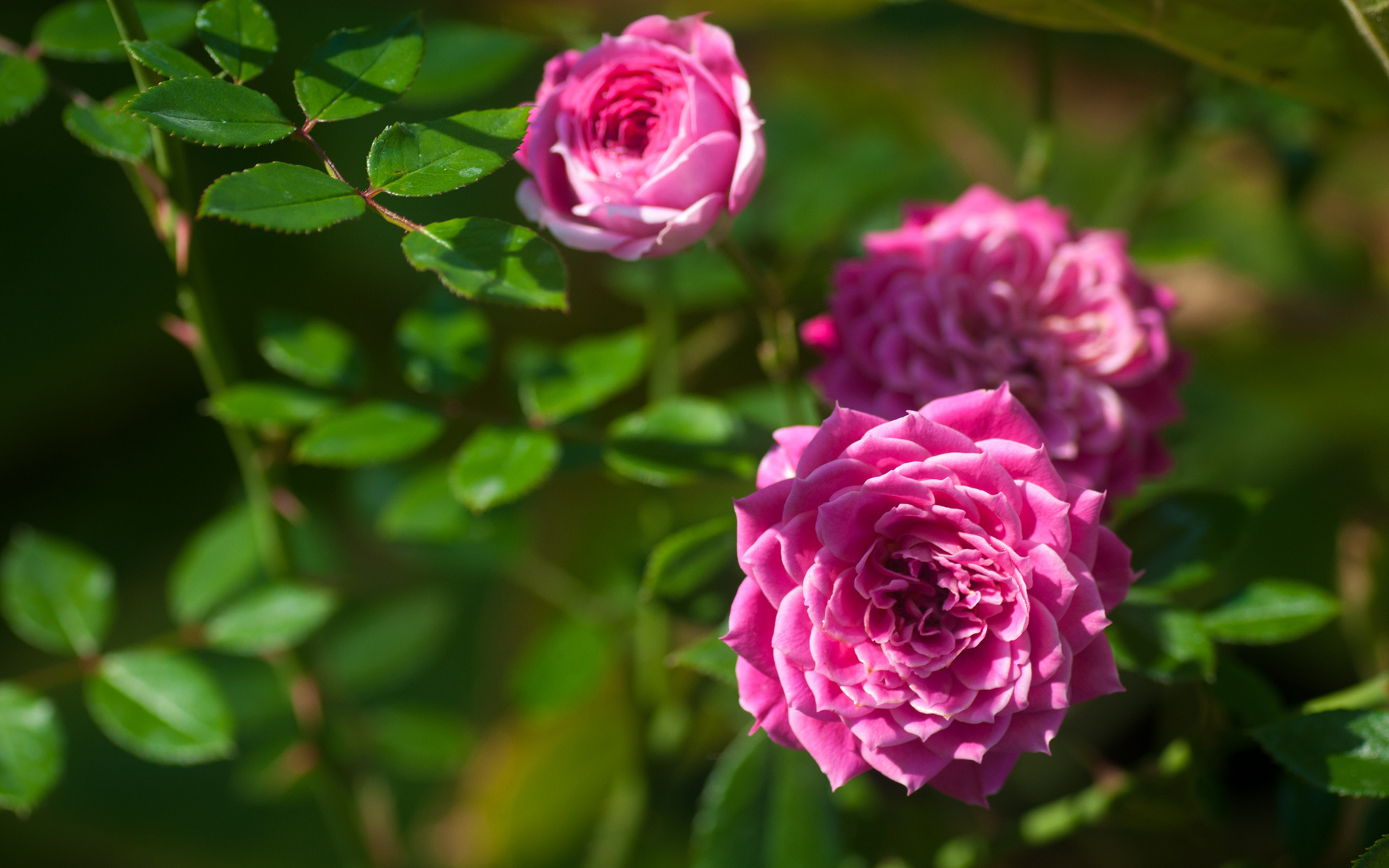 無料モバイル壁紙フラワーズ, 花, 薔薇, 地球をダウンロードします。