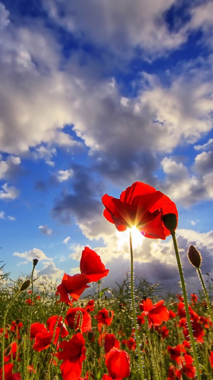 Descarga gratuita de fondo de pantalla para móvil de Amapola, Flores, Tierra/naturaleza.