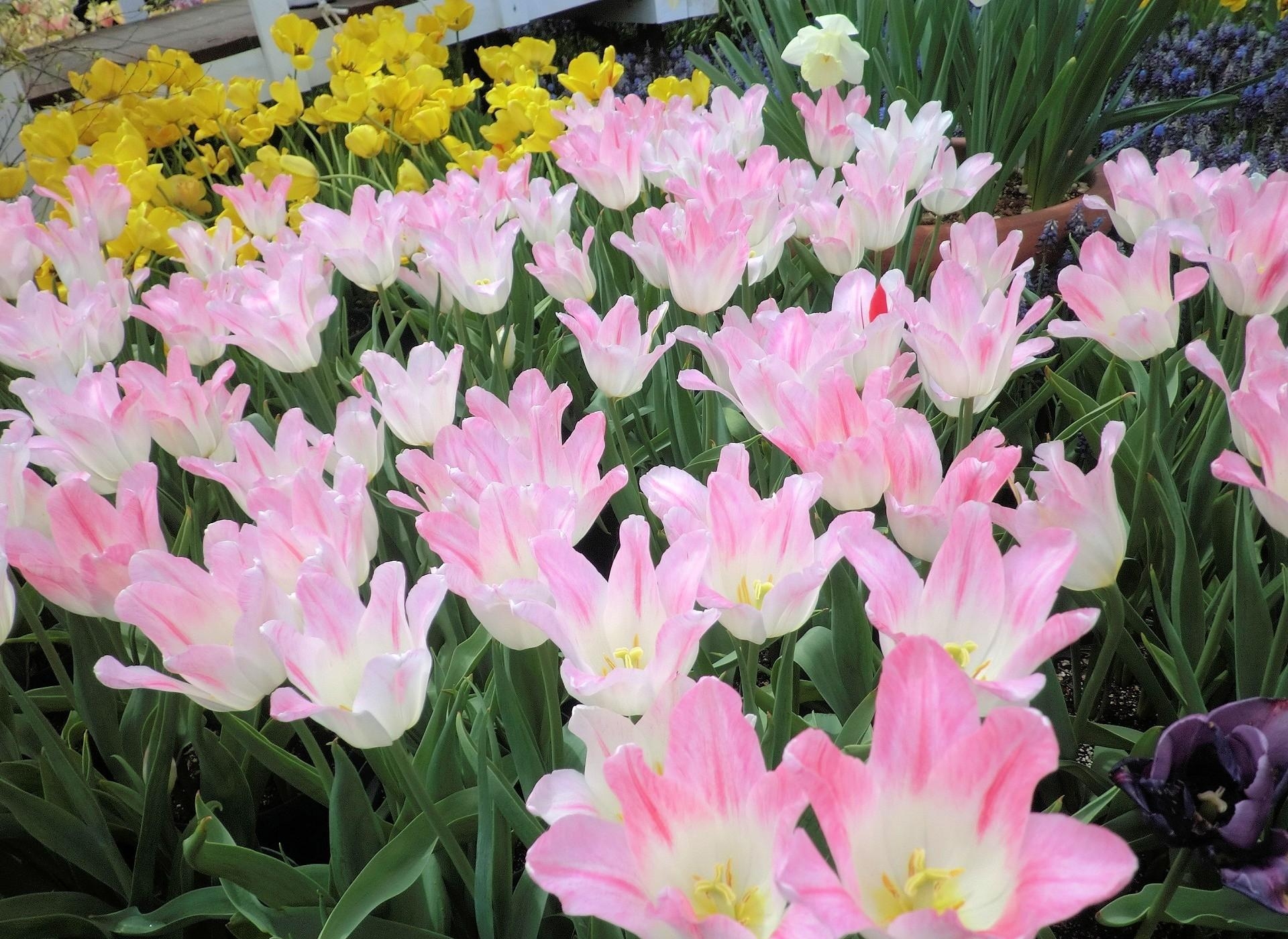 136813 descargar fondo de pantalla primavera, flores, tulipanes, verduras, cama de flores, parterre, disuelto, suelto: protectores de pantalla e imágenes gratis