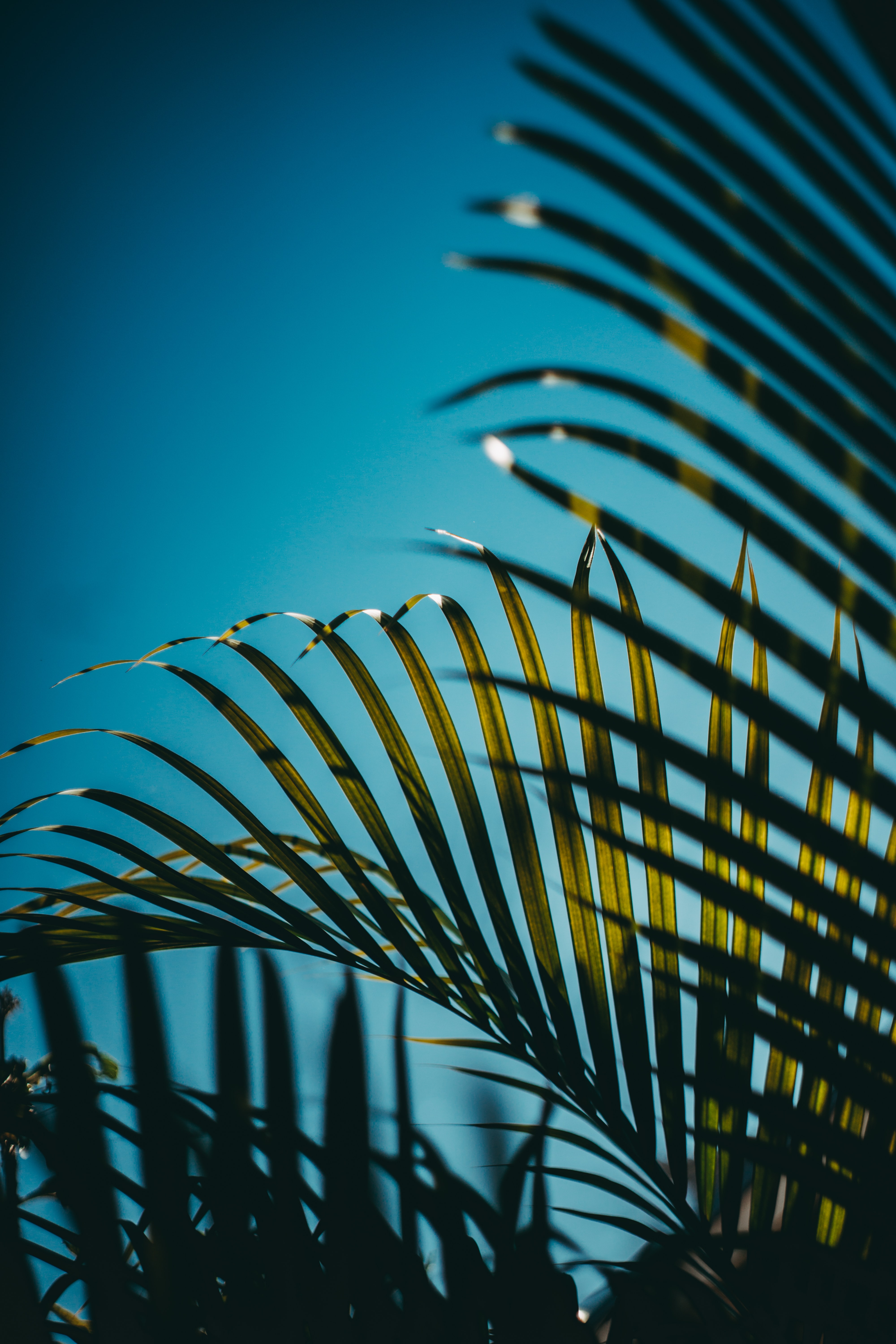 Download mobile wallpaper Branches, Sky, Leaves, Palm, Nature for free.