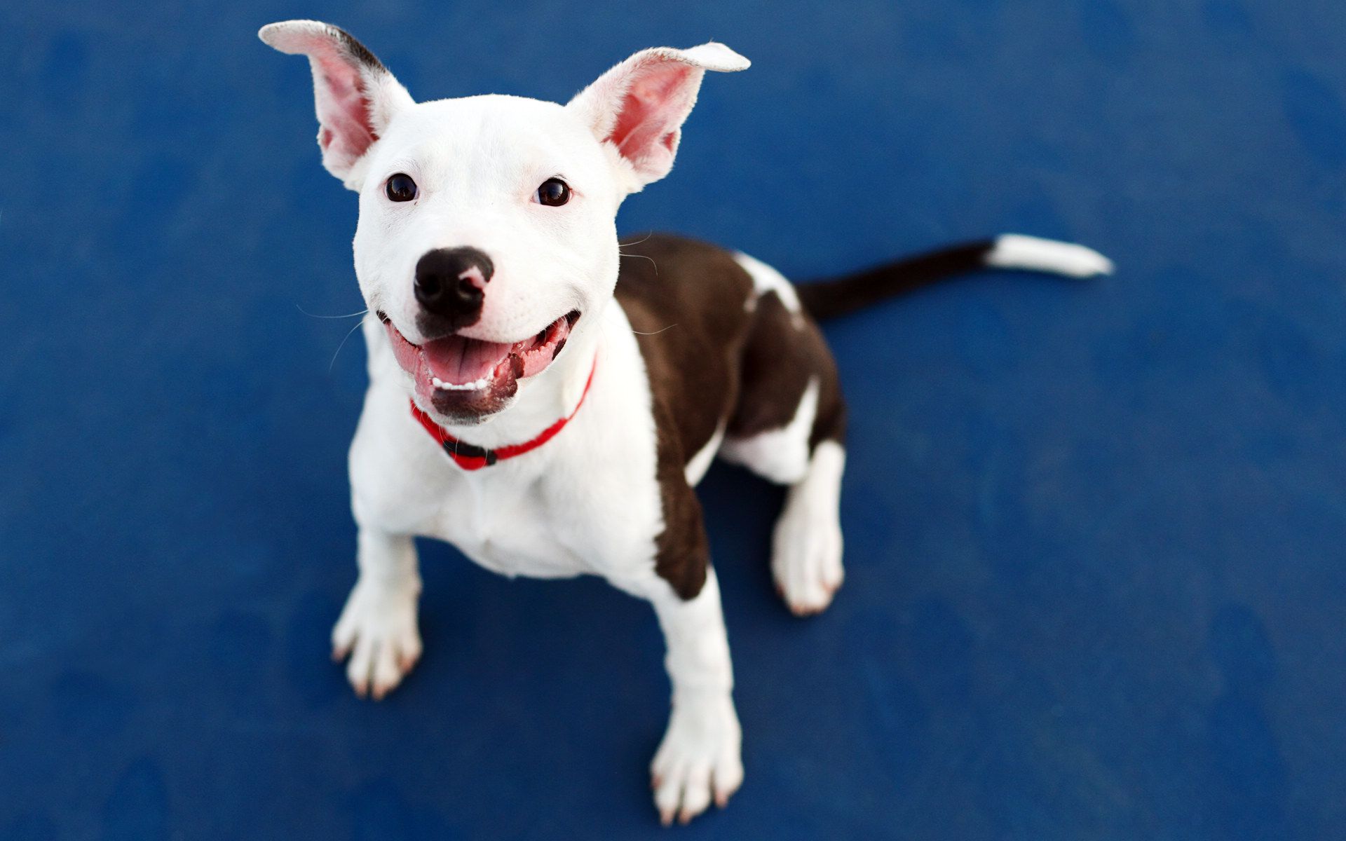 Baixar papel de parede para celular de Cães, Cão, Animais gratuito.