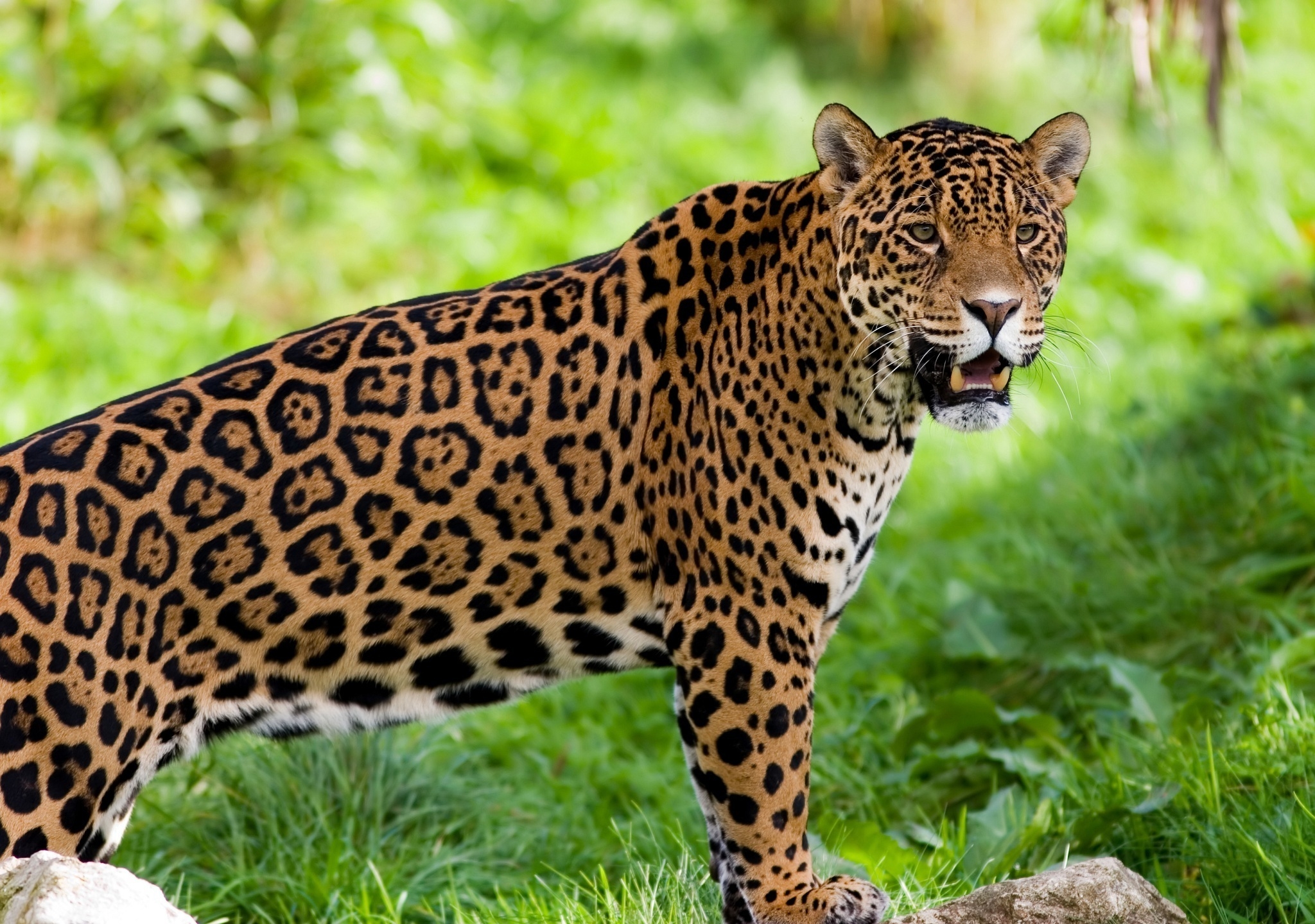 122413 descargar fondo de pantalla animales, jaguar, depredador, gato salvaje, gato montés: protectores de pantalla e imágenes gratis