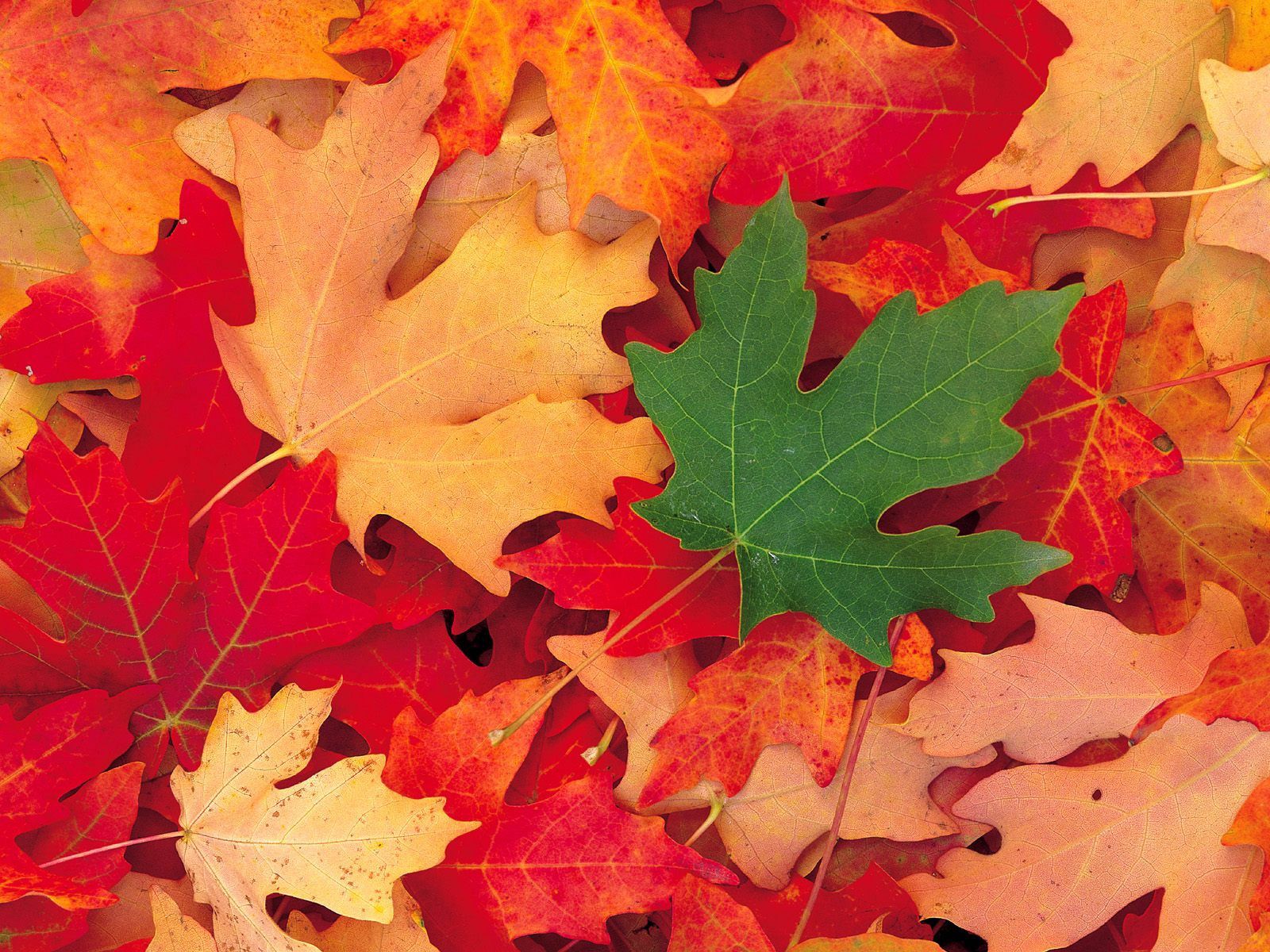 autumn, maple, leaves, fallen, nature Full HD