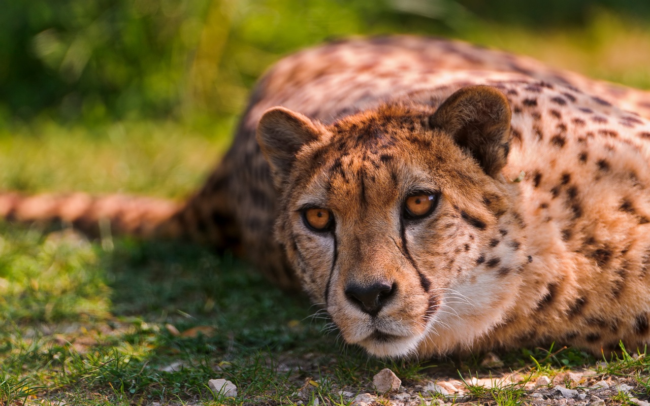 Laden Sie das Tiere, Gepard-Bild kostenlos auf Ihren PC-Desktop herunter