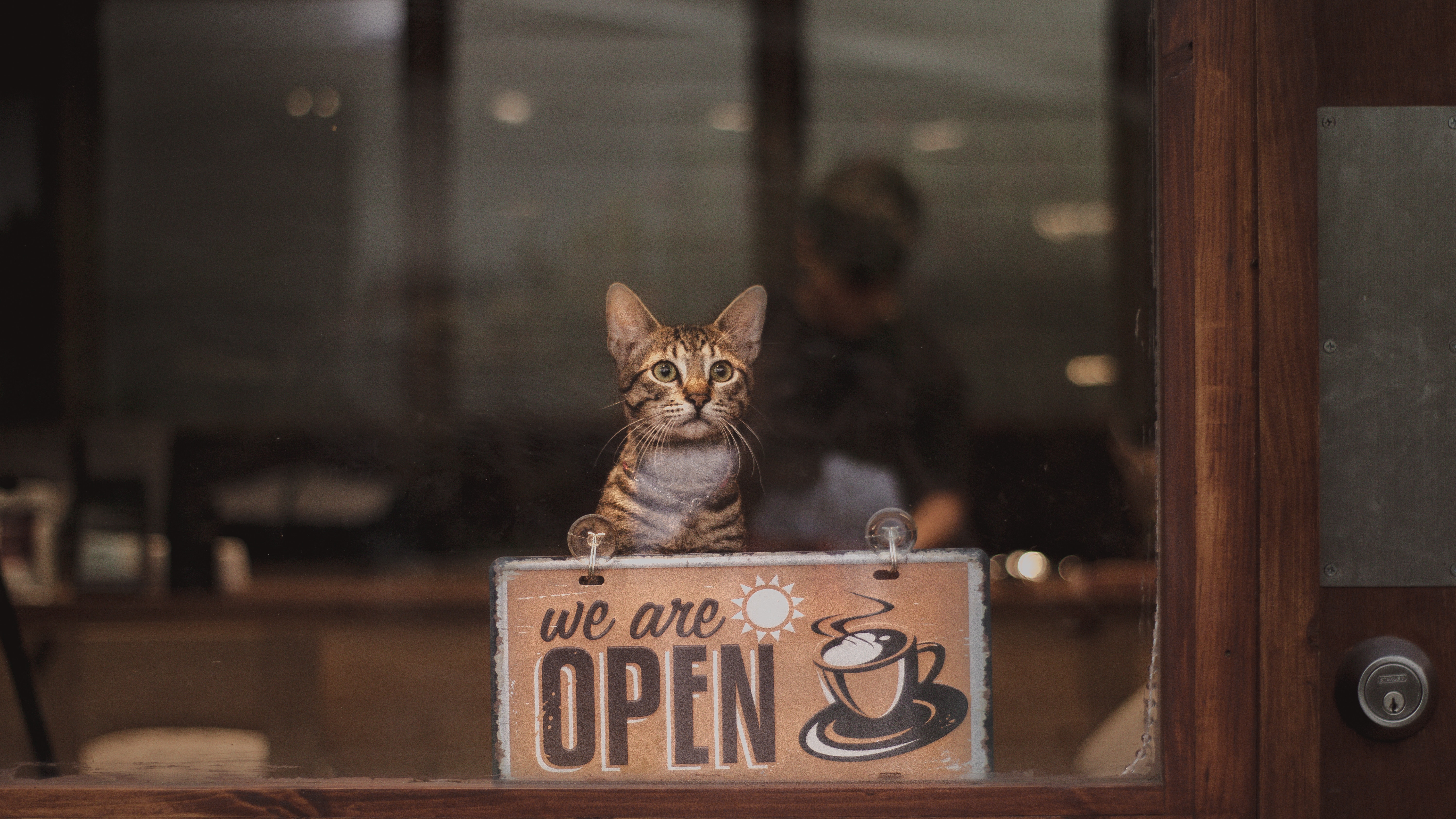 119061 завантажити шпалери кава, слова, кіт, кішка, напис, відкрито, він відкритий, open, відкривати - заставки і картинки безкоштовно