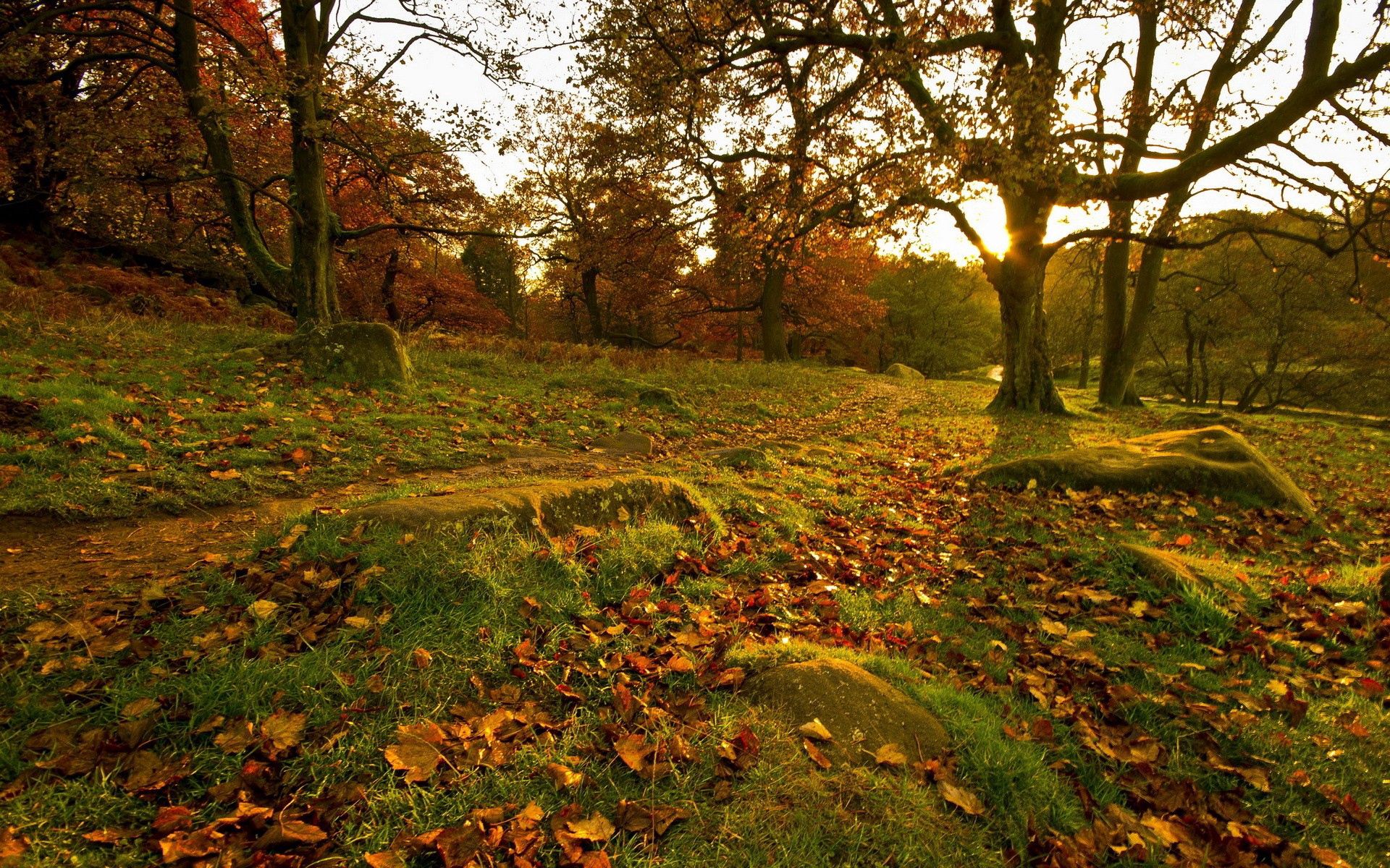 Скачать обои бесплатно Деревья, Трава, Камни, Лес, Природа, Парк, Листья, Осень картинка на рабочий стол ПК