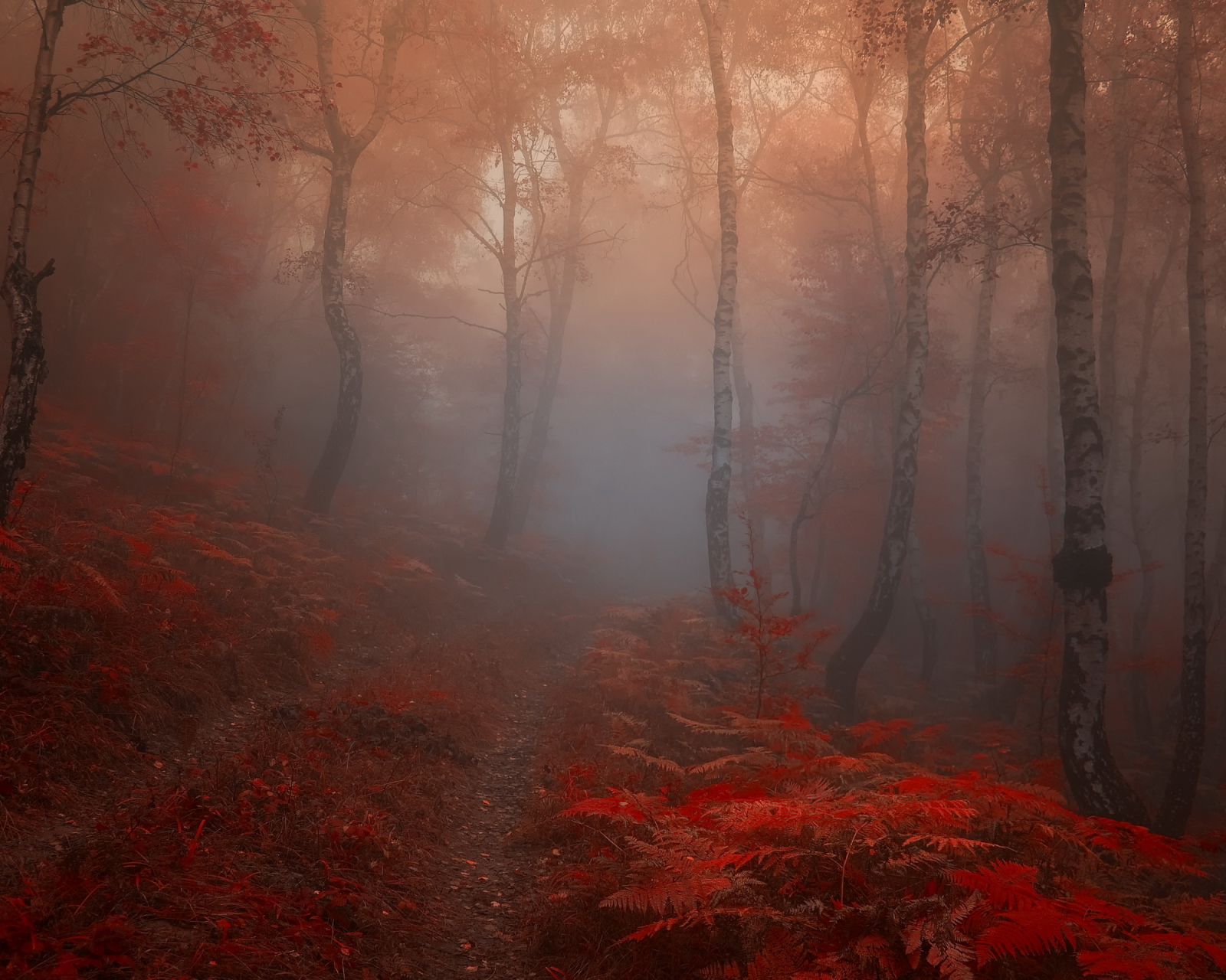 Handy-Wallpaper Herbst, Wald, Nebel, Erde/natur kostenlos herunterladen.