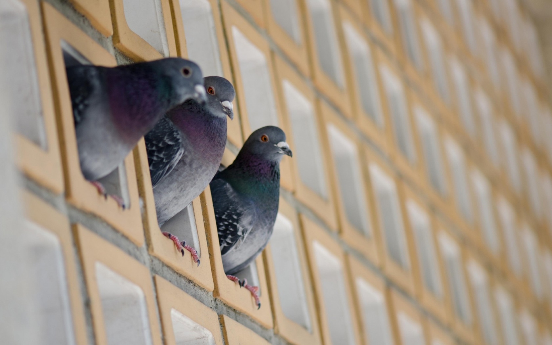 Baixar papel de parede para celular de Pombo, Pássaro, Aves, Animais gratuito.