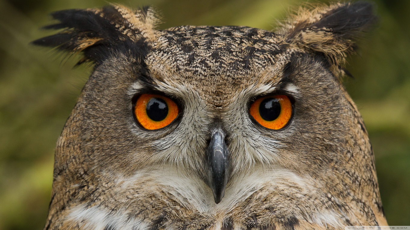 Download mobile wallpaper Owl, Bird, Birds, Animal for free.