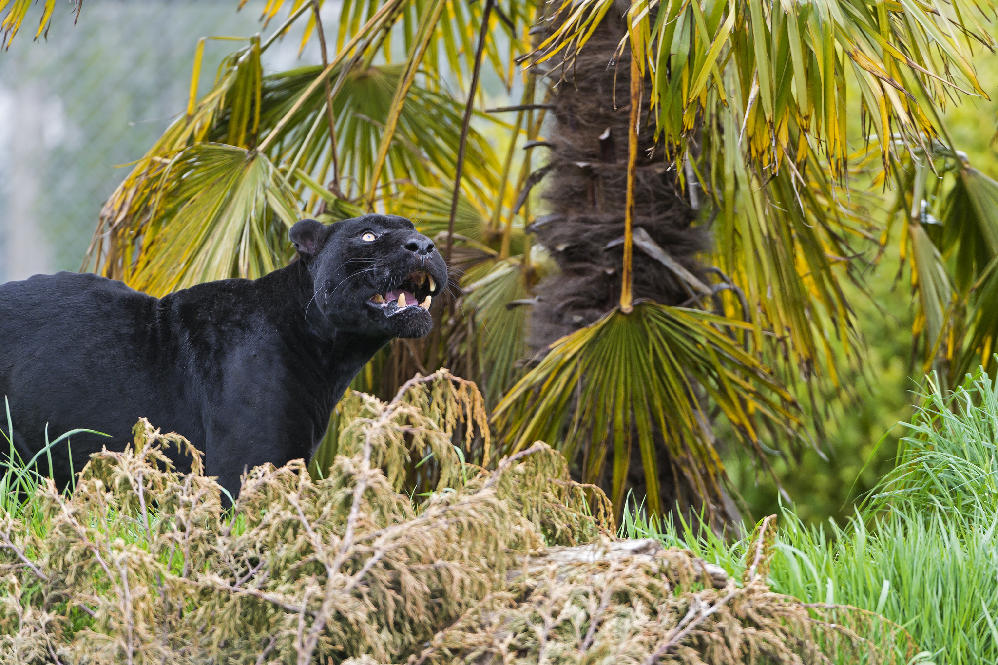 Baixar papel de parede para celular de Pantera Negra, Gatos, Animais gratuito.