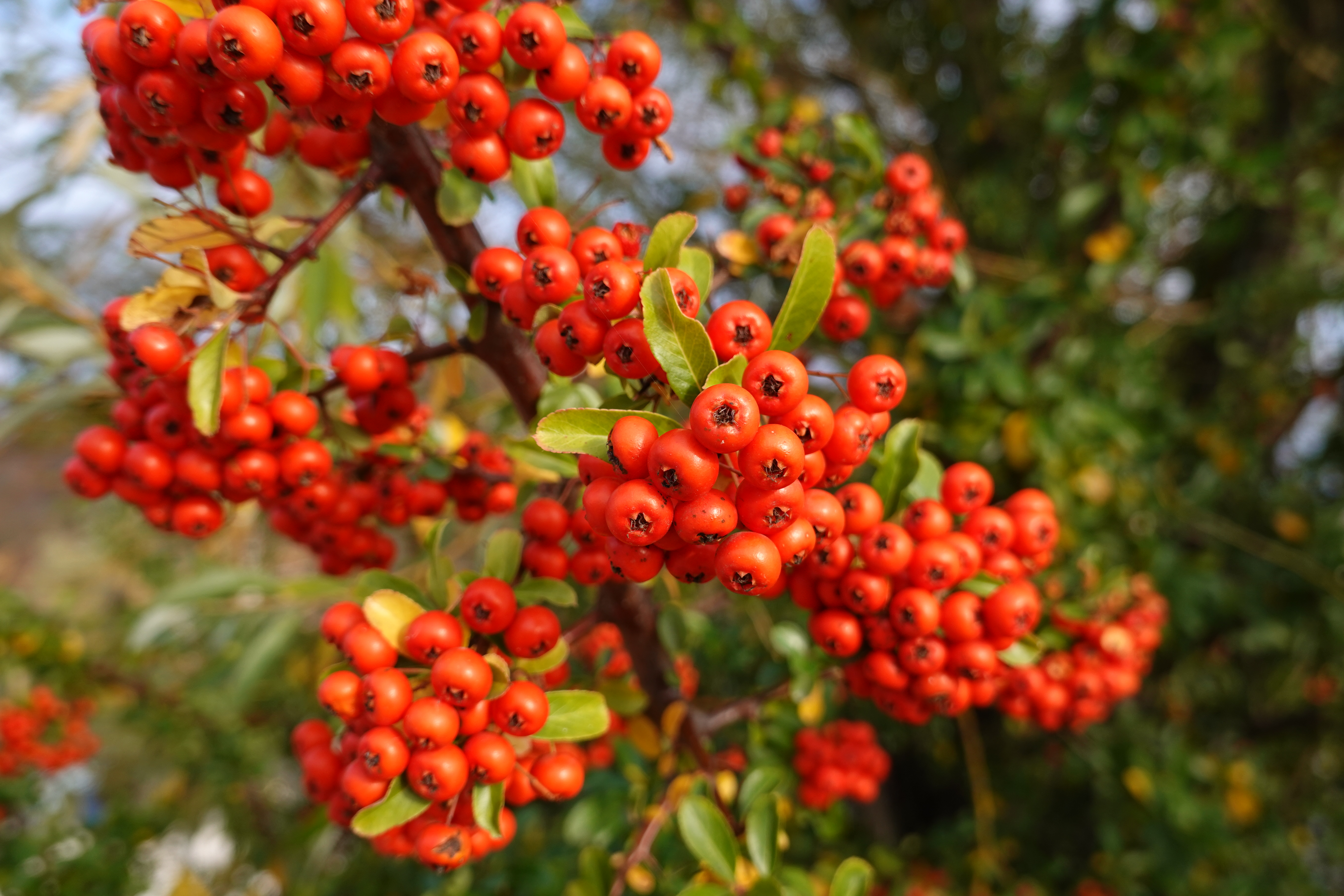 Free download wallpaper Berries, Macro, Branches, Piracanta, Pyracantha, Leaves on your PC desktop