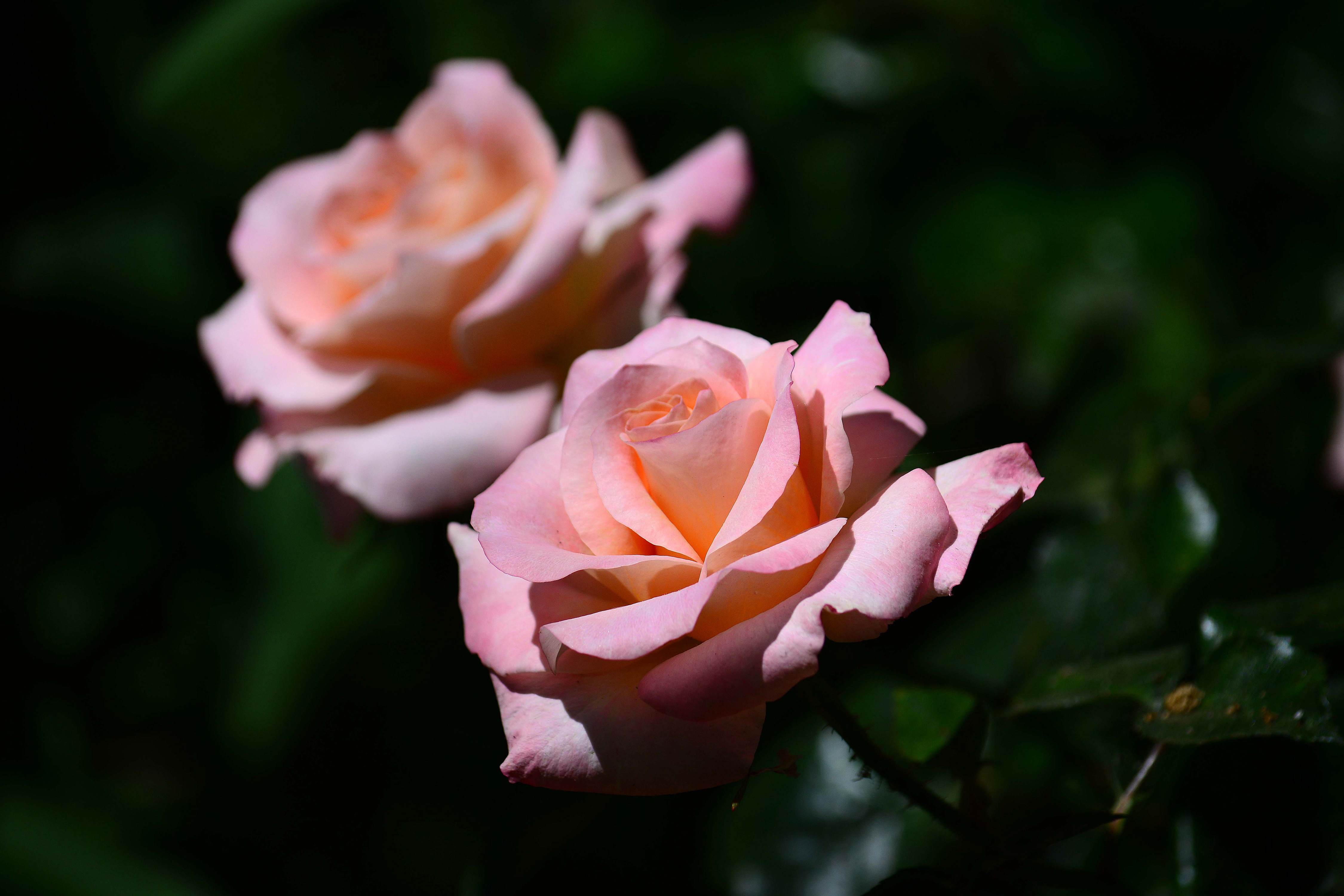 Скачать картинку Природа, Цветок, Роза, Земля/природа, Розовый Цветок, Флауэрсы в телефон бесплатно.