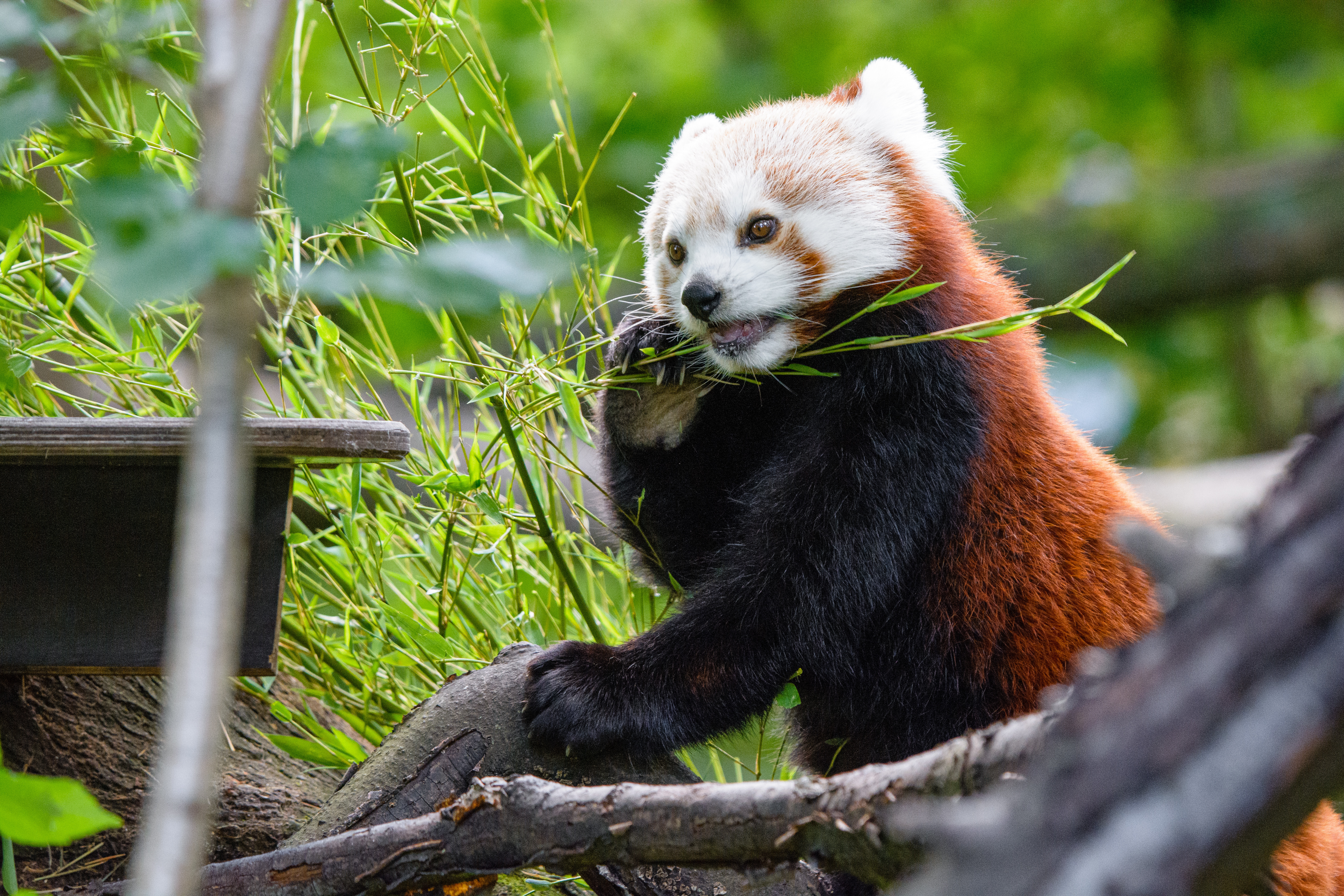 145499 descargar fondo de pantalla panda rojo, animales, madera, árbol, gracioso, bambú, panda: protectores de pantalla e imágenes gratis