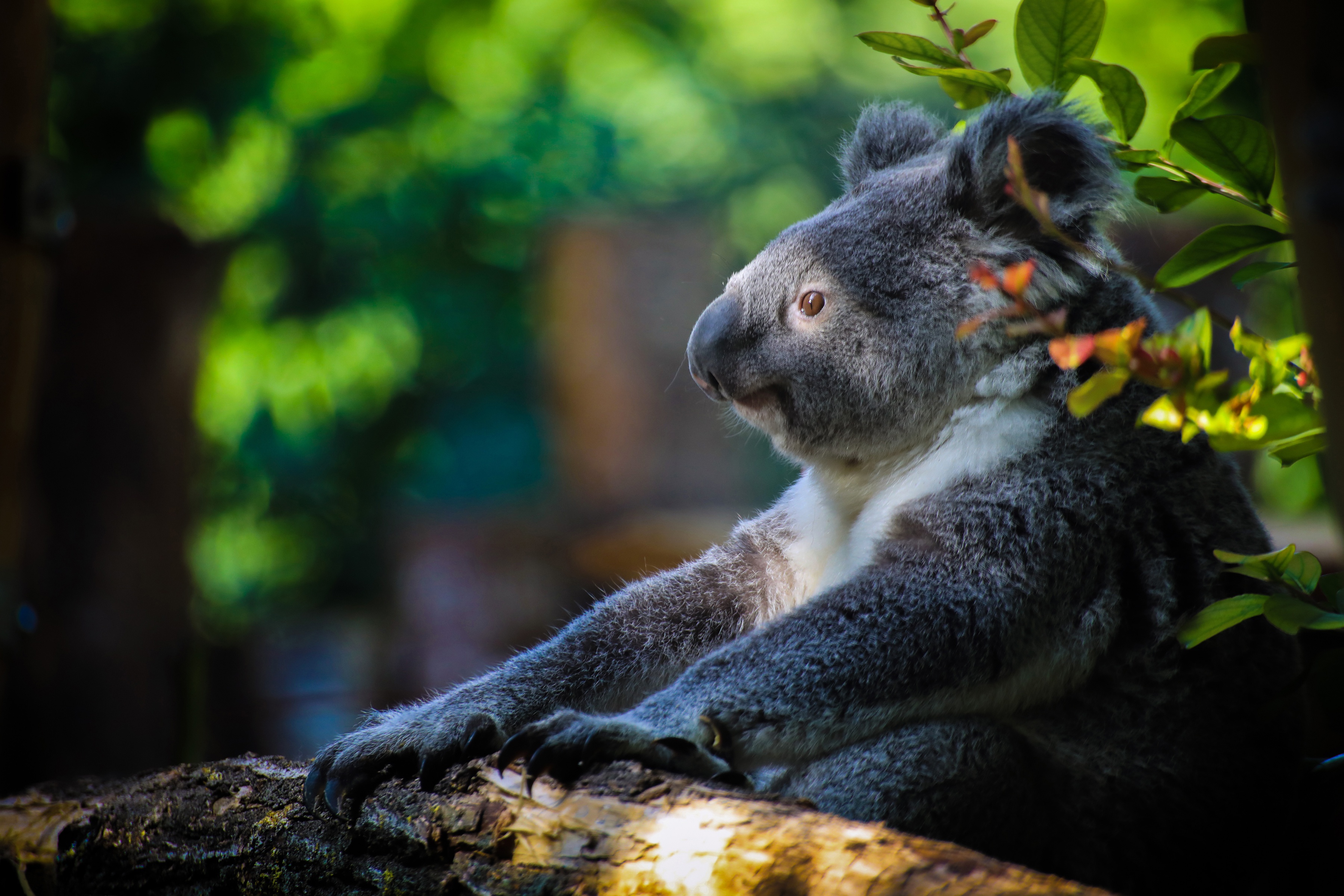 Laden Sie das Tiere, Koala, Tiefenschärfe-Bild kostenlos auf Ihren PC-Desktop herunter