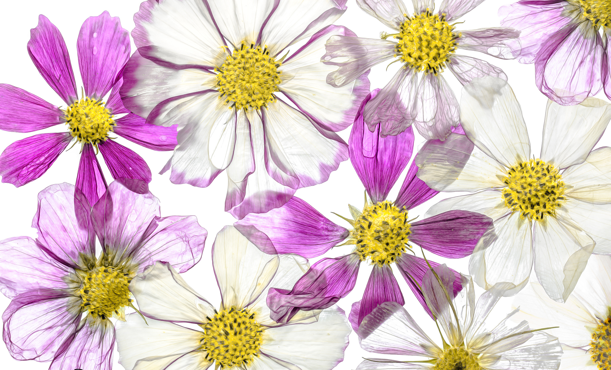 Laden Sie das Blumen, Blume, Lila, Künstlerisch, Kosmeen-Bild kostenlos auf Ihren PC-Desktop herunter