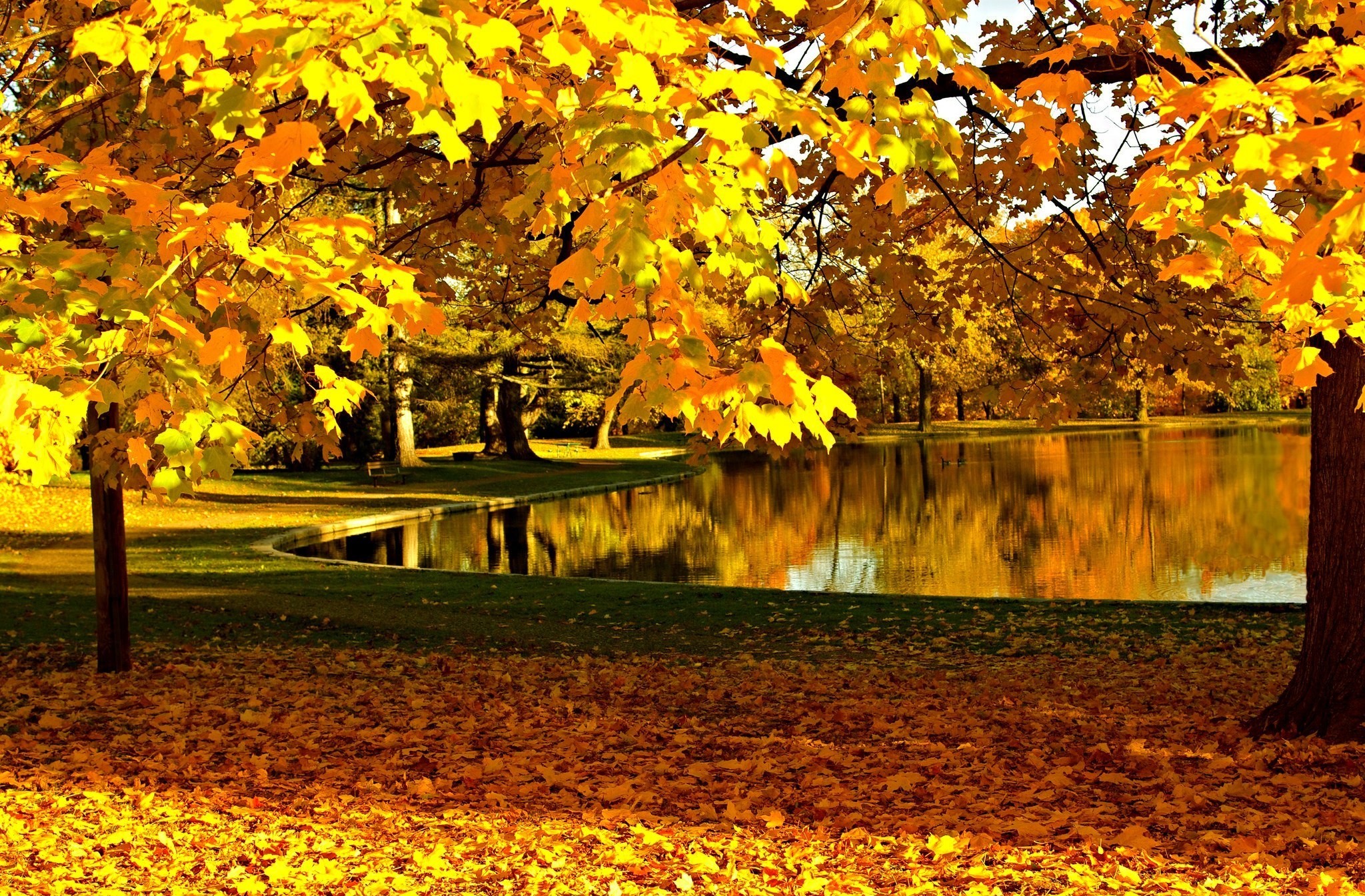 PCデスクトップに木, 葉, 公園, 池, 写真撮影画像を無料でダウンロード