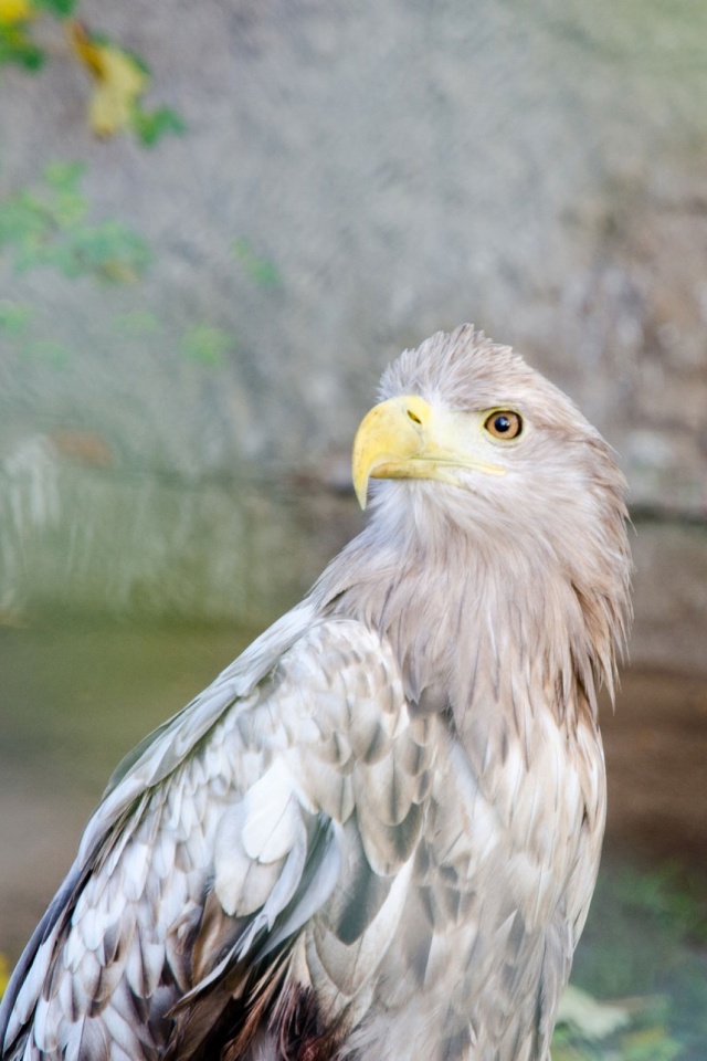 無料モバイル壁紙動物, 鳥, 鷲をダウンロードします。