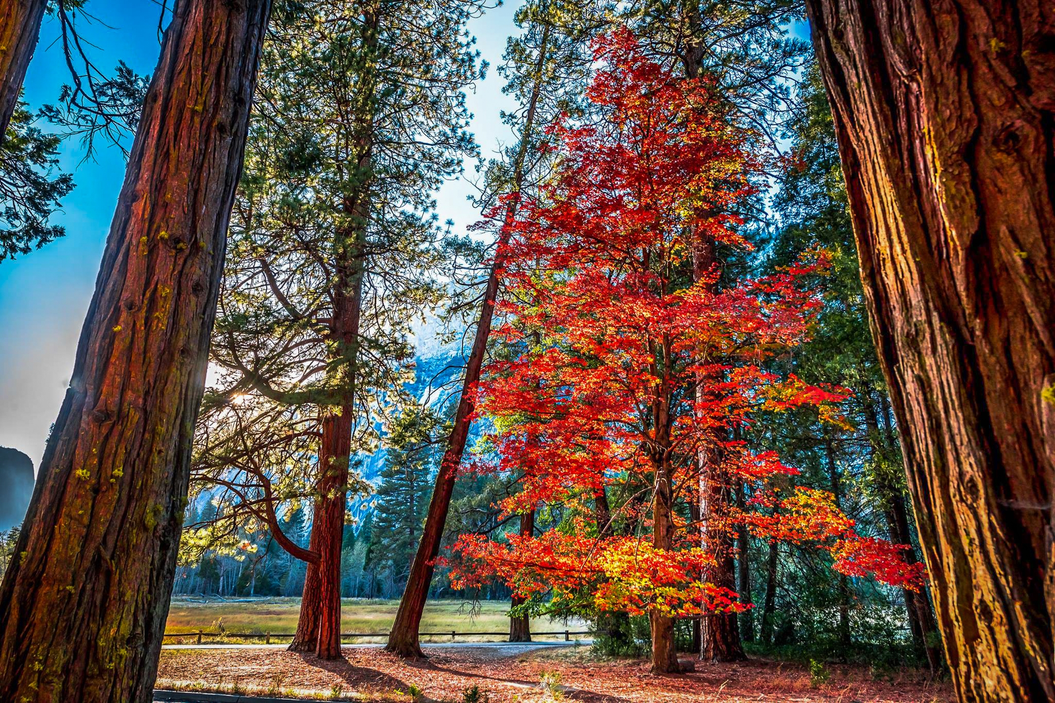 Скачать картинку Деревья, Осень, Дерево, Земля/природа, Редвуд в телефон бесплатно.