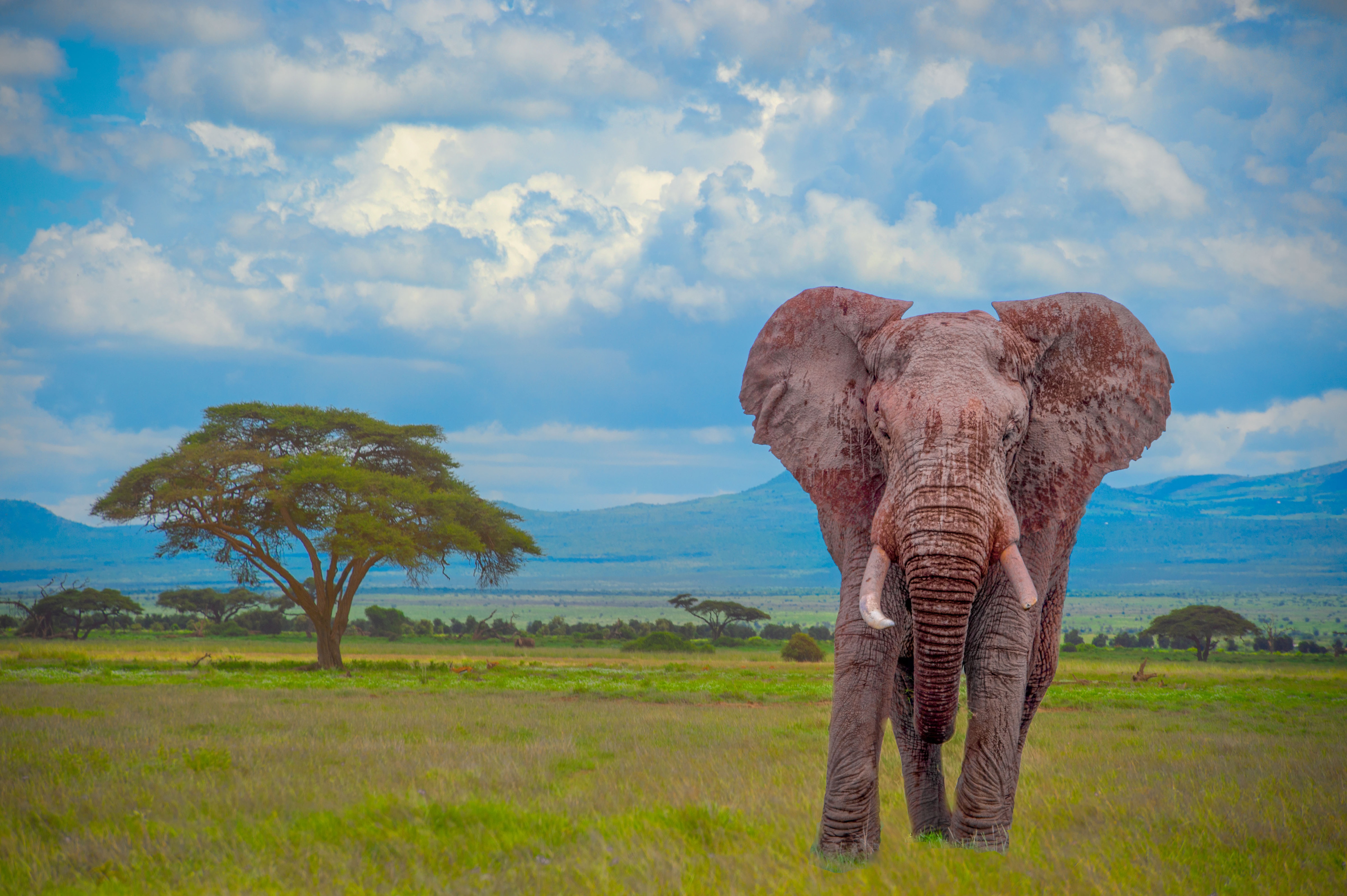Download mobile wallpaper Landscape, Elephants, Animal, Cloud, African Bush Elephant for free.