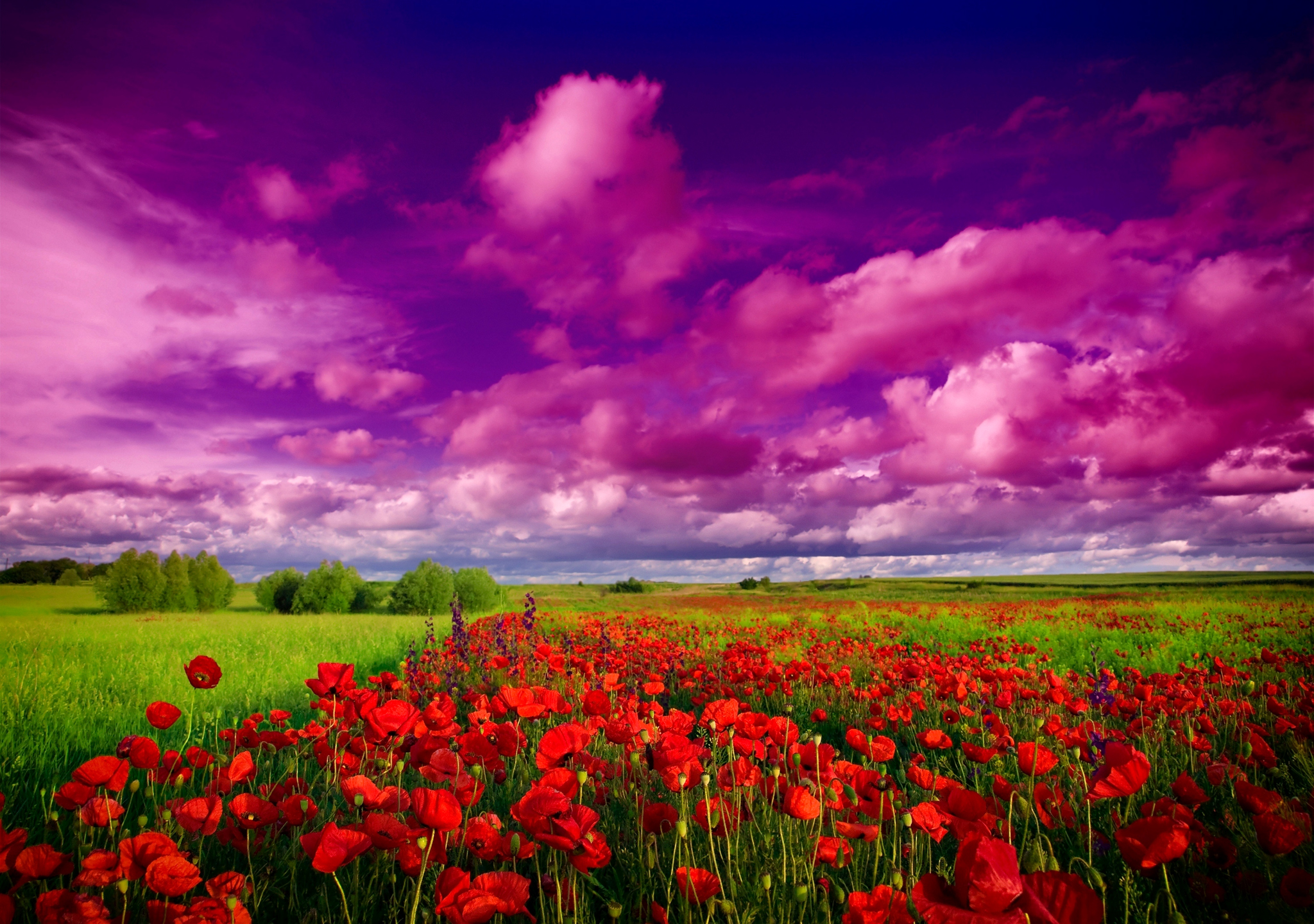 Download mobile wallpaper Sunset, Sky, Flower, Earth, Field, Cloud, Poppy for free.