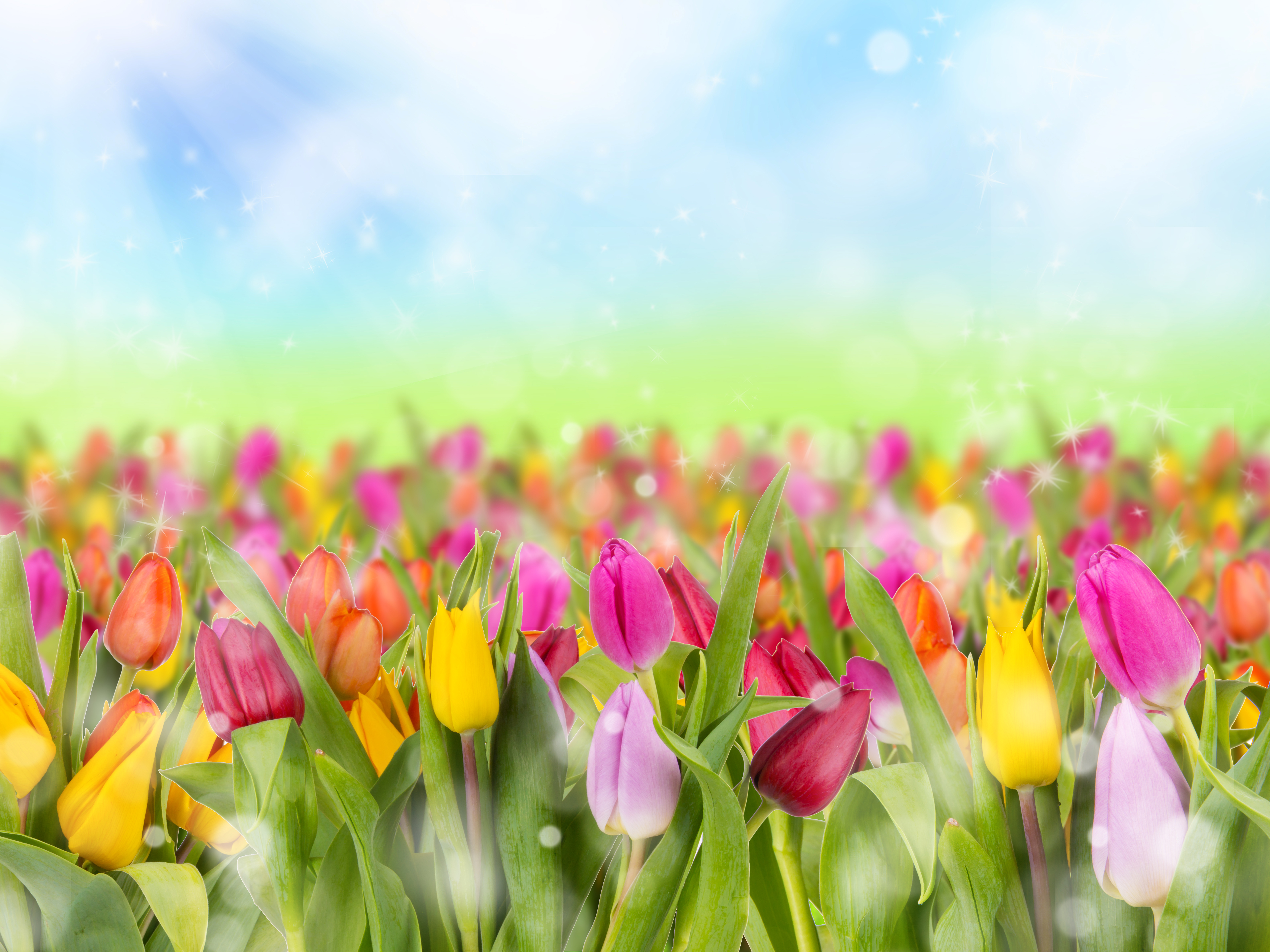無料モバイル壁紙フラワーズ, チューリップ, 輝き, 地球, 色, カラフル, 黄色い花, オレンジフラワー, 紫色の花をダウンロードします。
