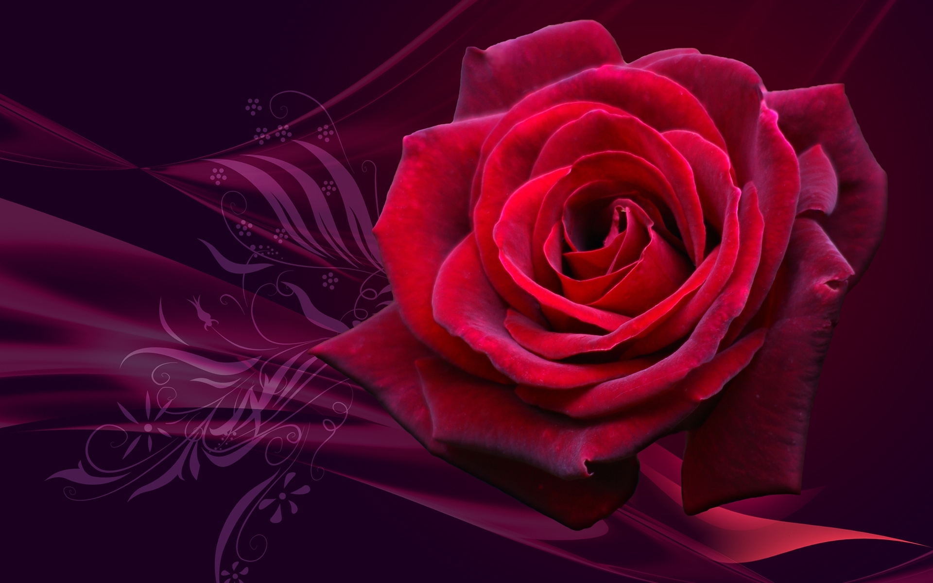 Descarga gratis la imagen Roses, Fondo, Plantas en el escritorio de tu PC