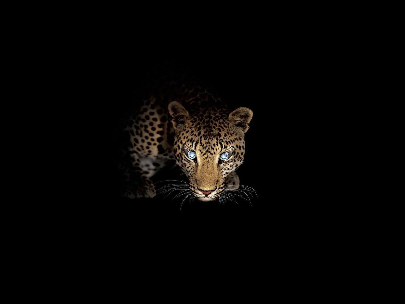 Скачать обои бесплатно Животные, Ягуар (Jaguar) картинка на рабочий стол ПК