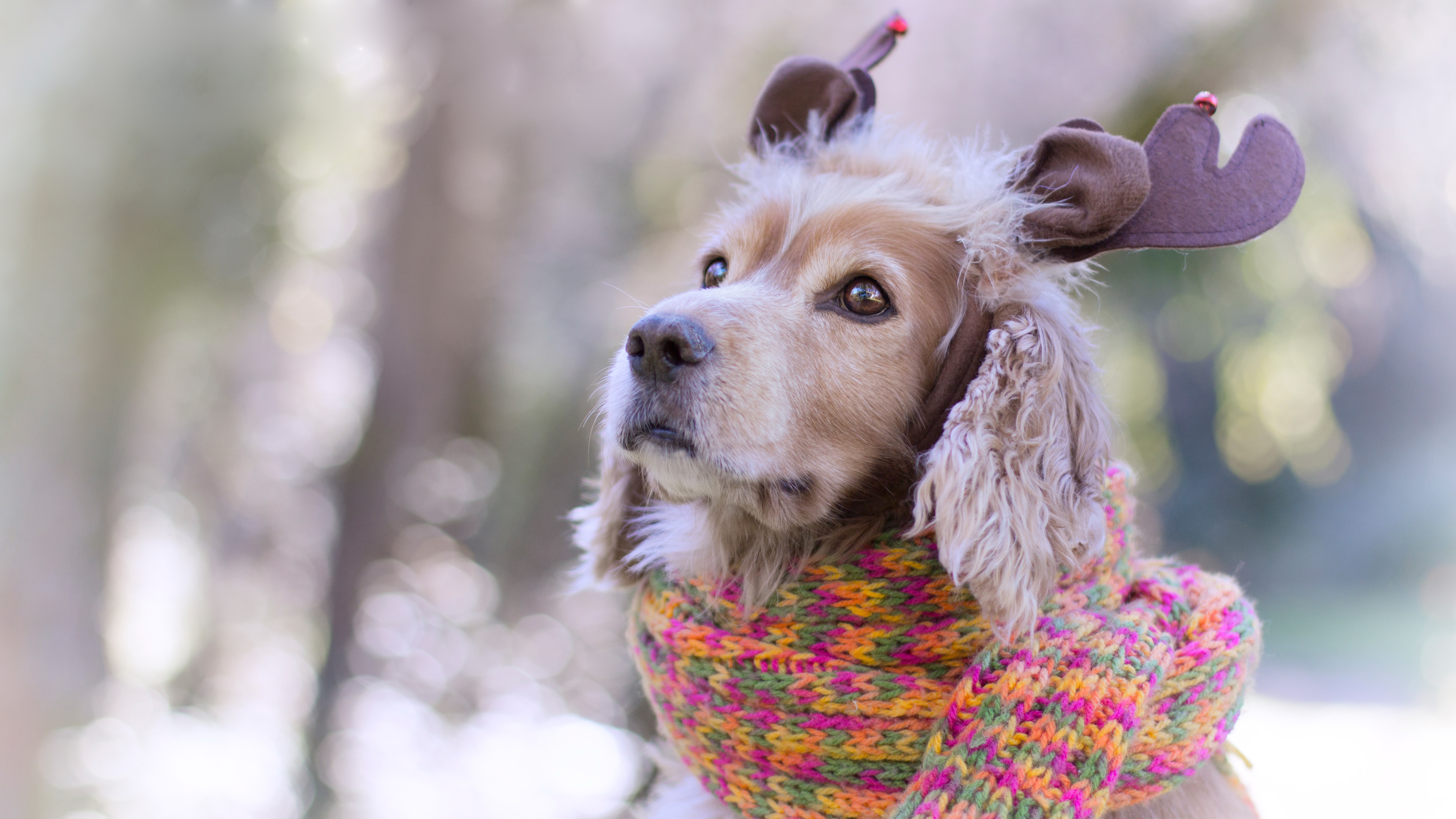Download mobile wallpaper Dogs, Spaniel, Dog, Muzzle, Animal, Bokeh, Scarf for free.