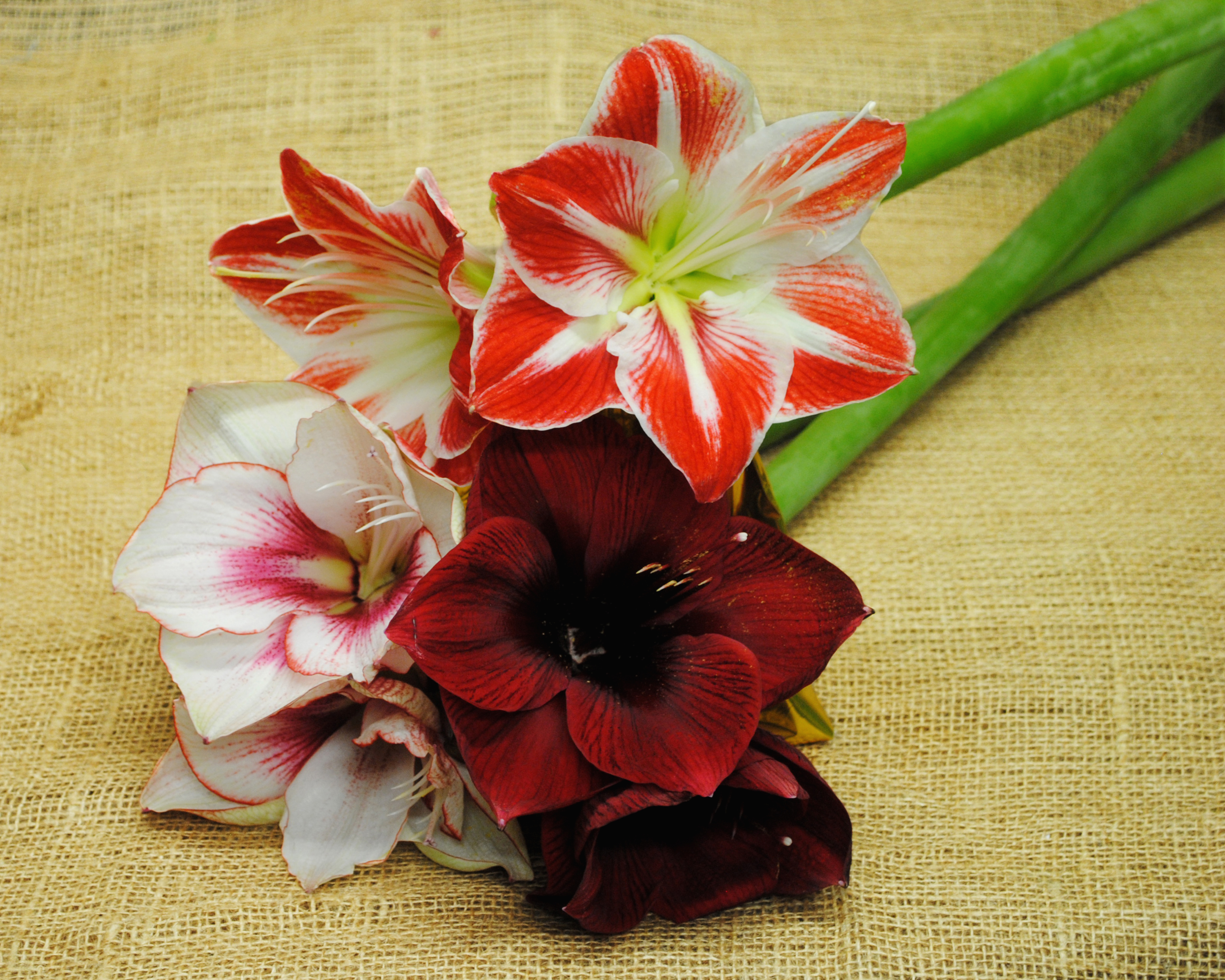 earth, amaryllis, close up, flower, lily, red flower, flowers
