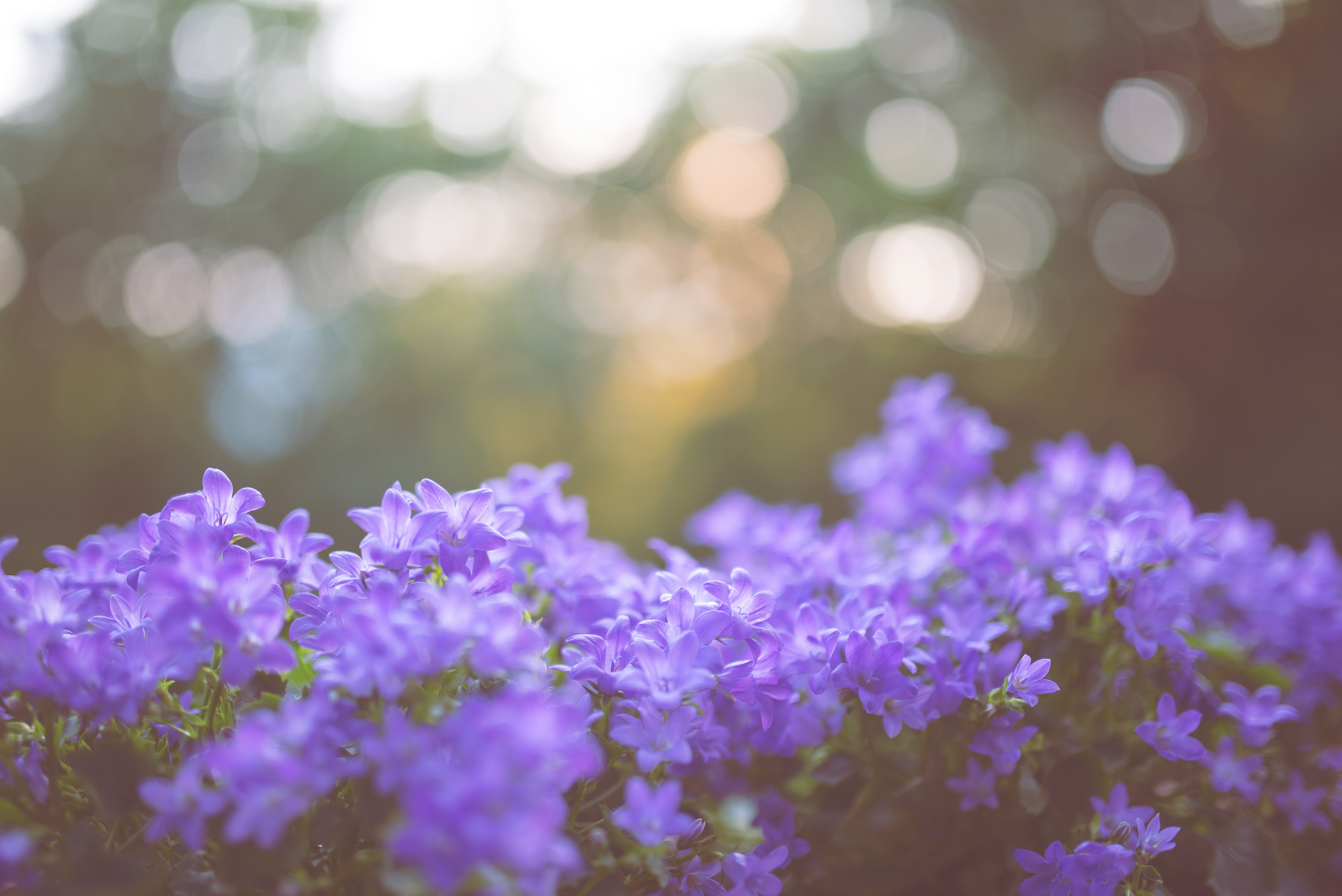Download mobile wallpaper Smooth, Flowers, Lilac, Blur for free.