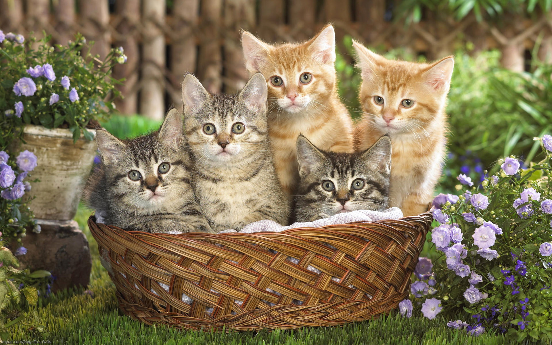 Free download wallpaper Cat, Kitten, Animal, Cute on your PC desktop