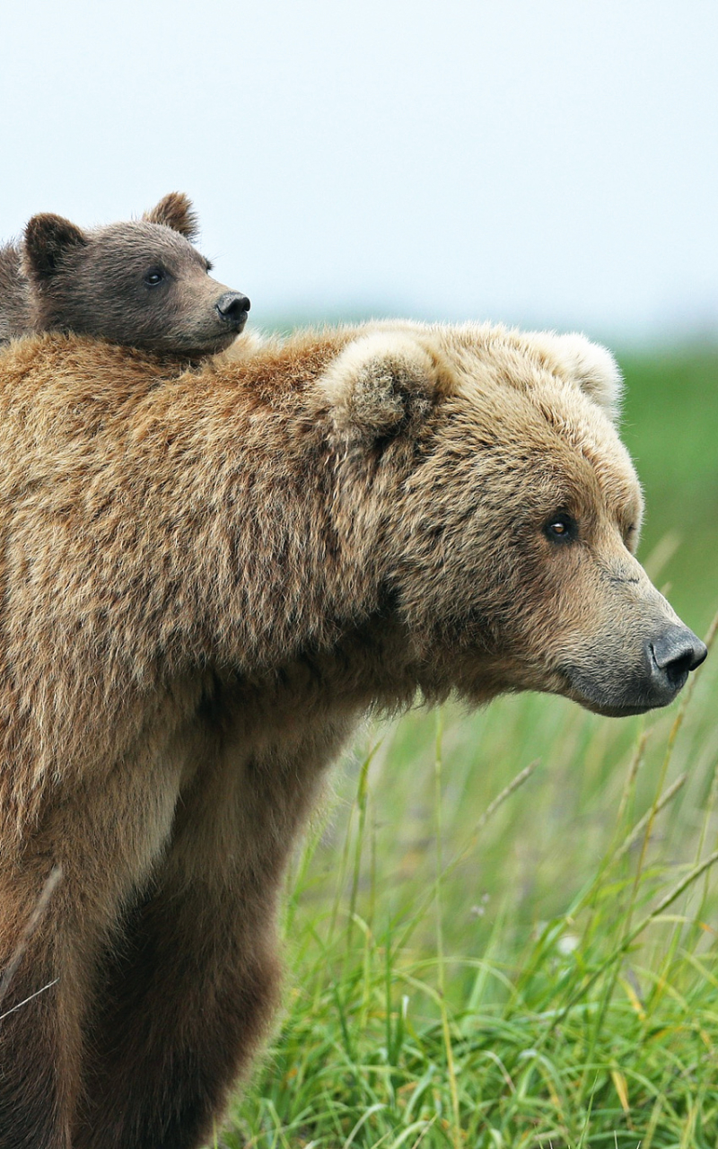 Download mobile wallpaper Bears, Bear, Animal, Brown Bear for free.