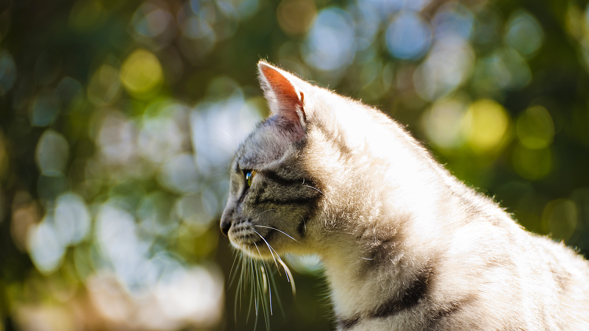 Handy-Wallpaper Tiere, Katze kostenlos herunterladen.