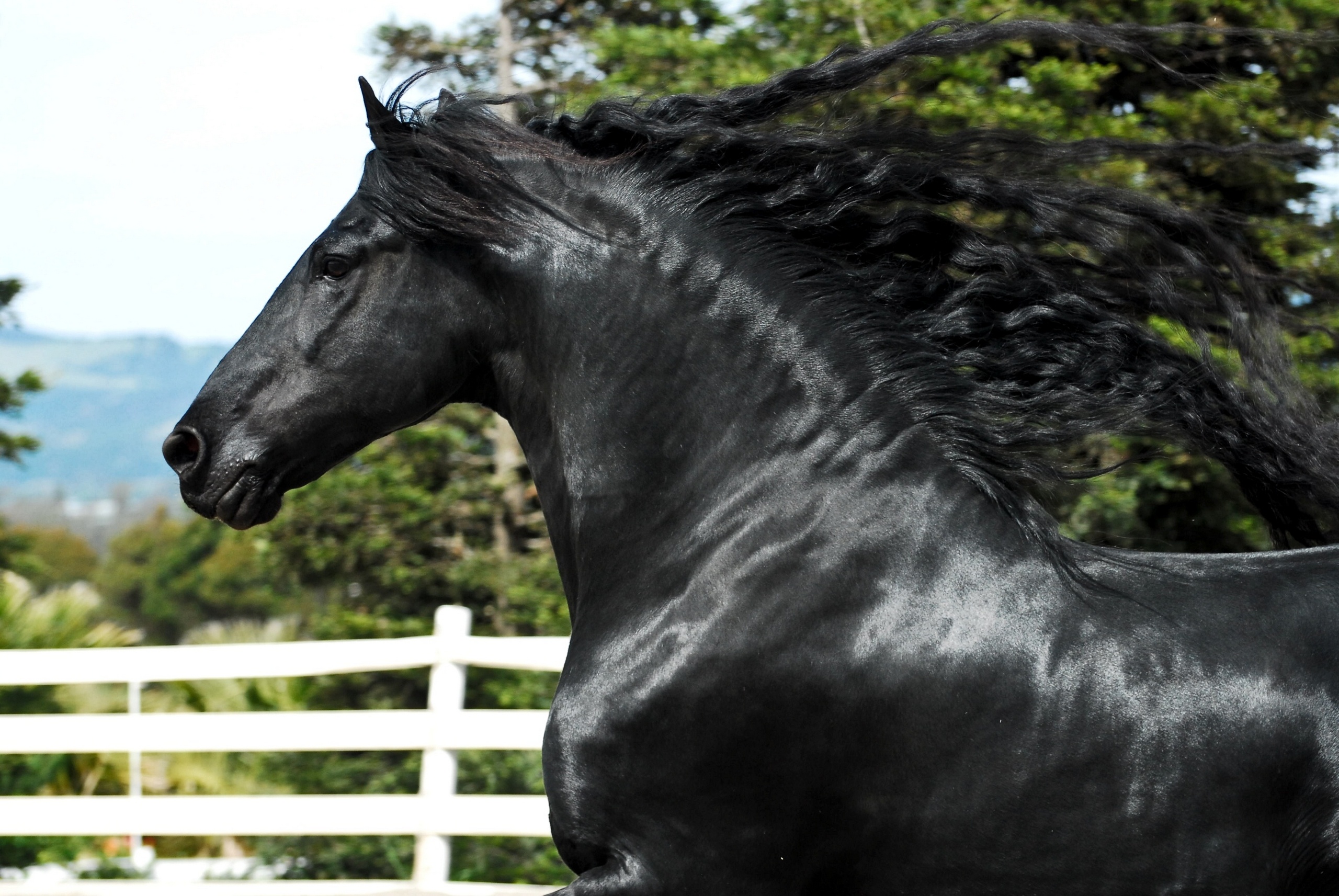 Descarga gratuita de fondo de pantalla para móvil de Animales, Caballo.